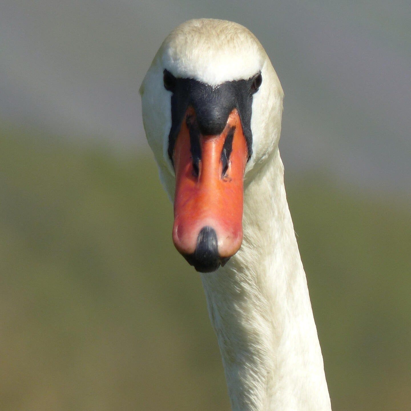 Die Tierdocs: Schwan ist dramatisch