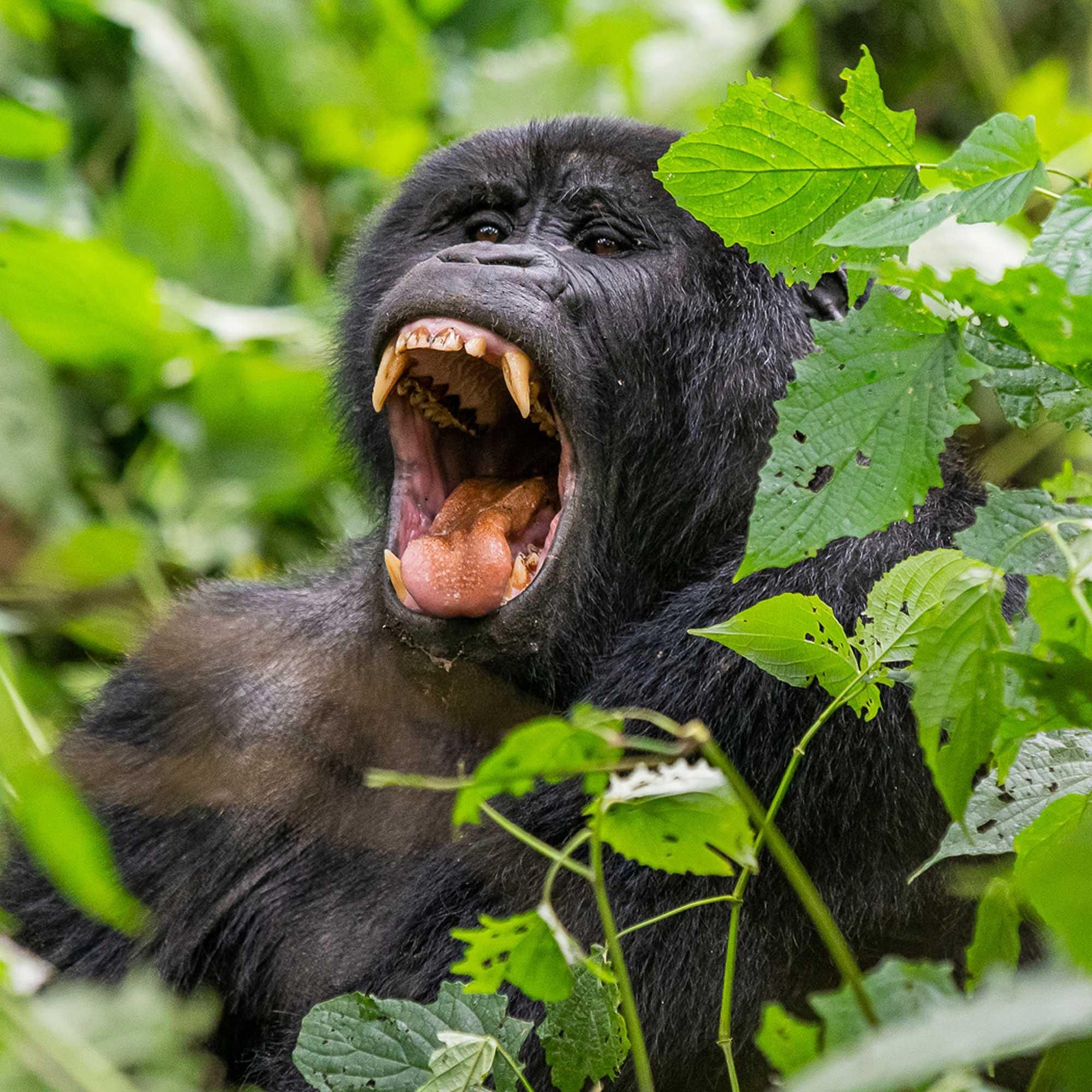 Zu Besuch bei den Berggorillas im Bwindi-Regenwald in Uganda
