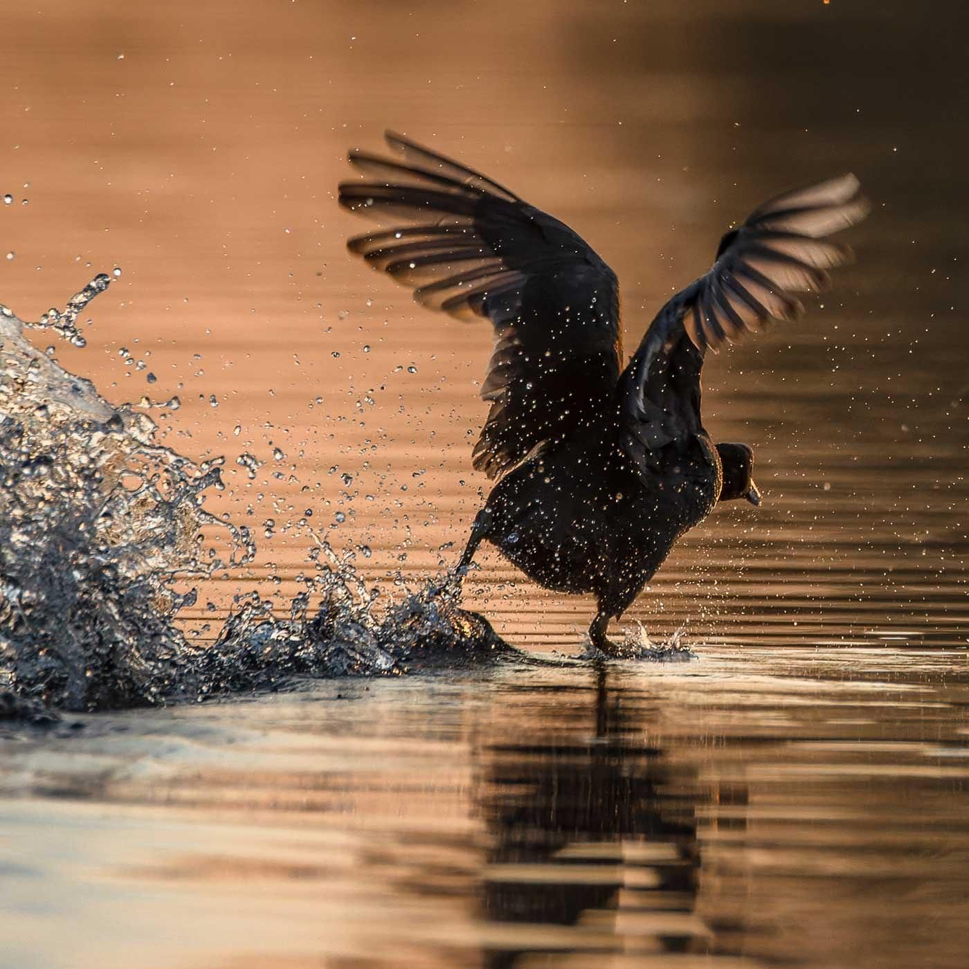 Zahmes Deutschland – trotzdem schön: Naturfotografie vor der eigenen Haustür