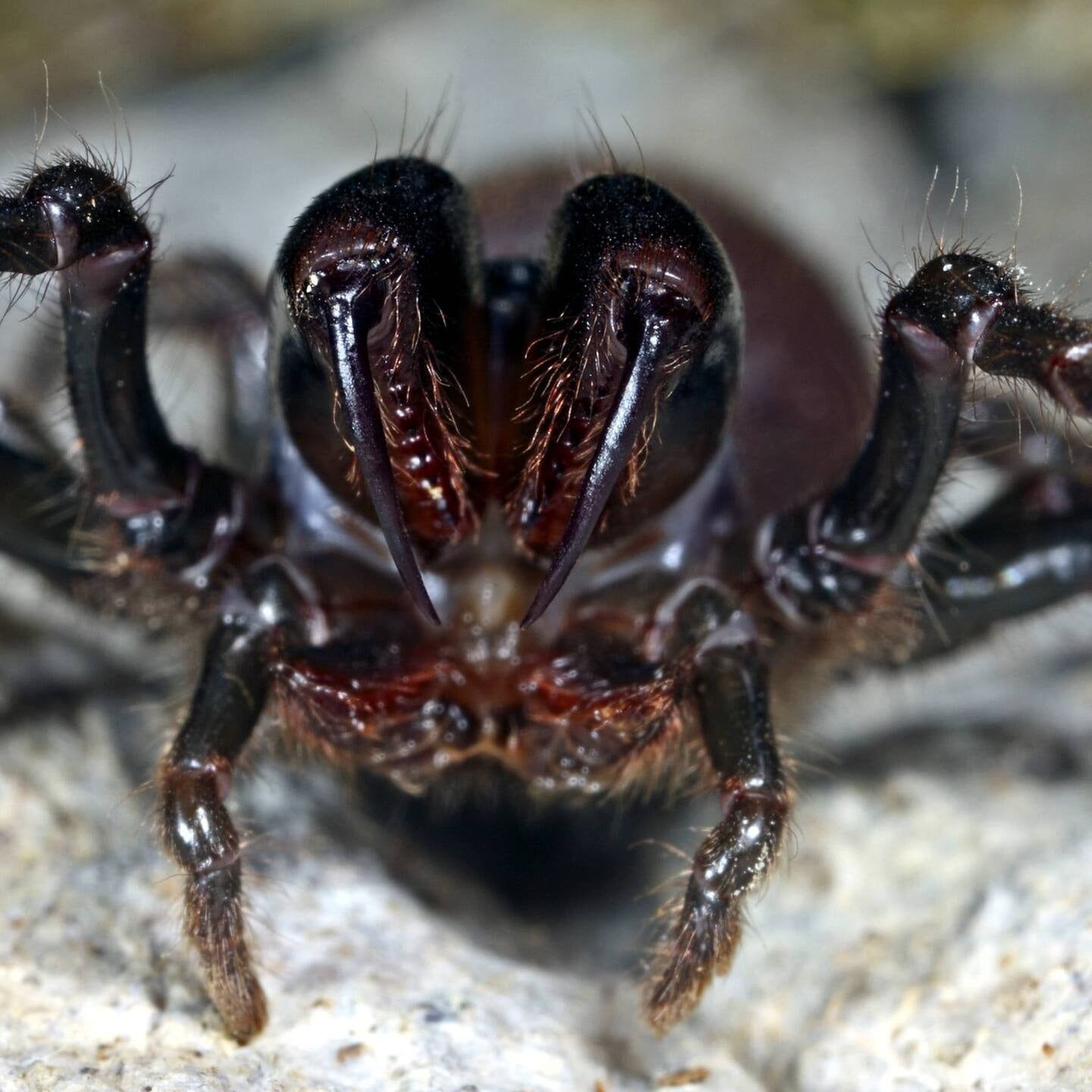 Die Tierdocs: Vogelspinne