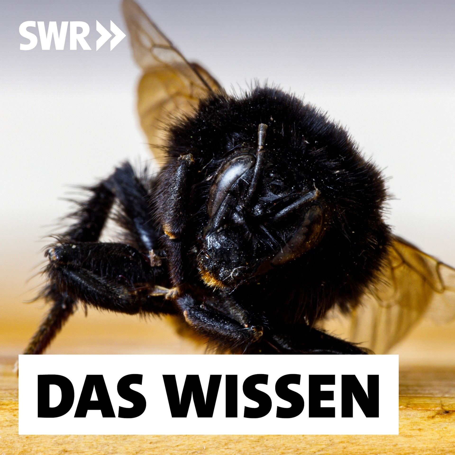 Insektensterben | "Ohne Insekten wäre unser Planet unbewohnbar"