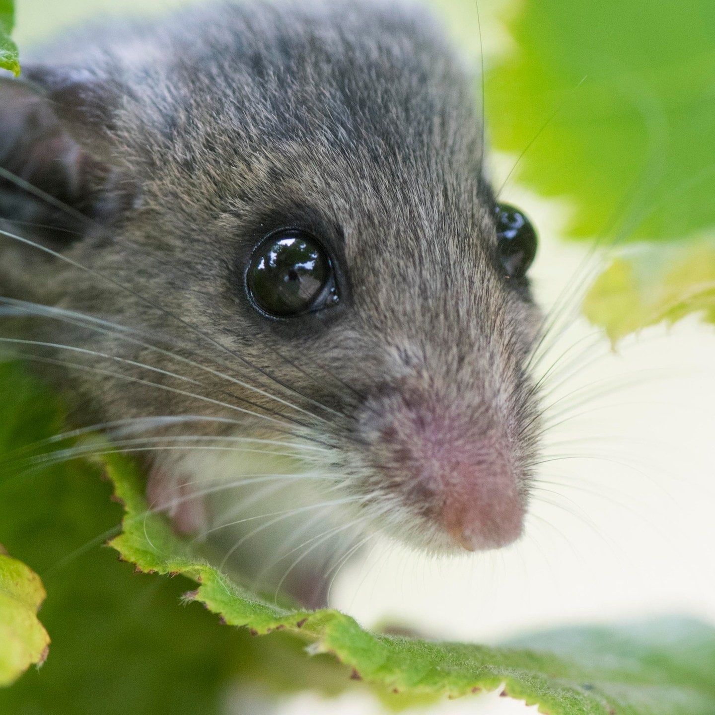 Die Tierdocs: Springmaus springt nicht mehr