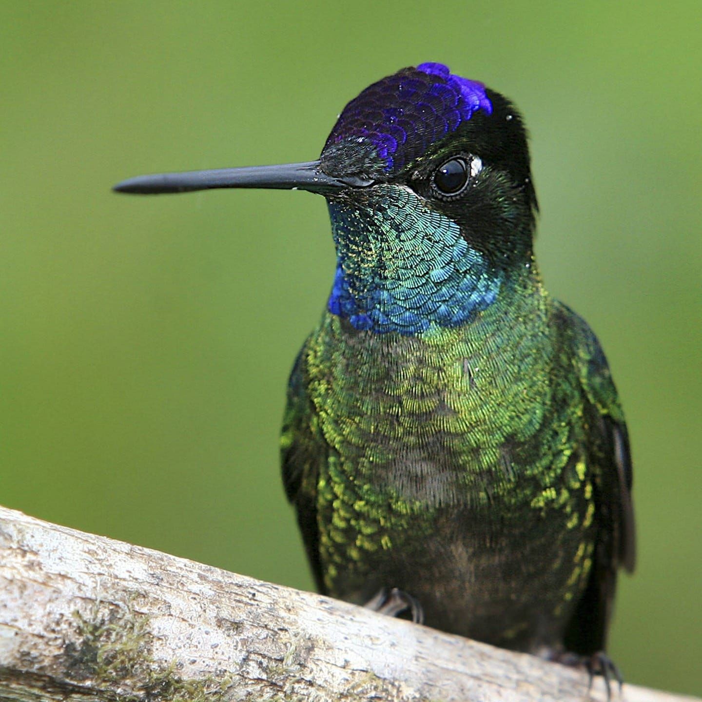 Die Tierdocs: Kolibri kann nicht mehr rückwärts fliegen