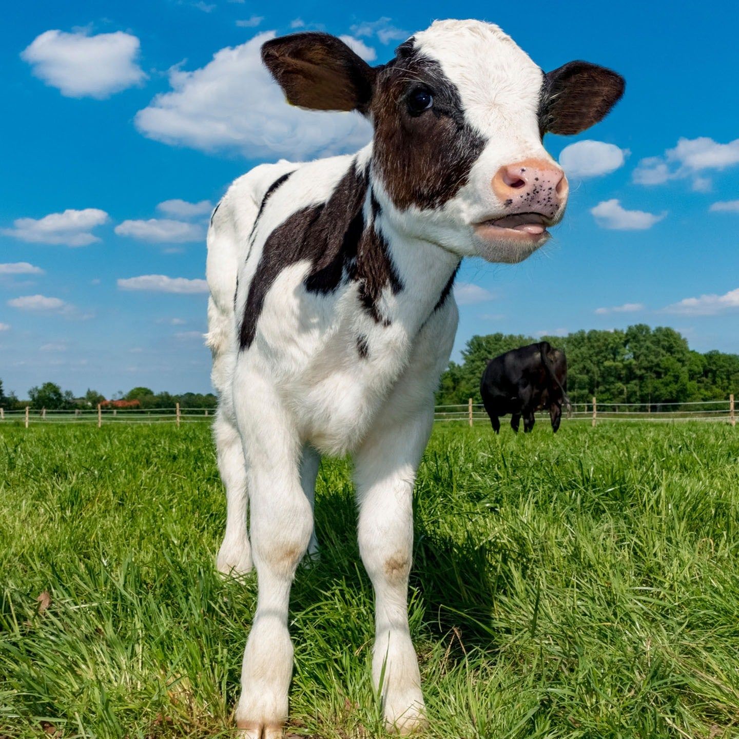 Die Tierdocs: Kalb ist übel