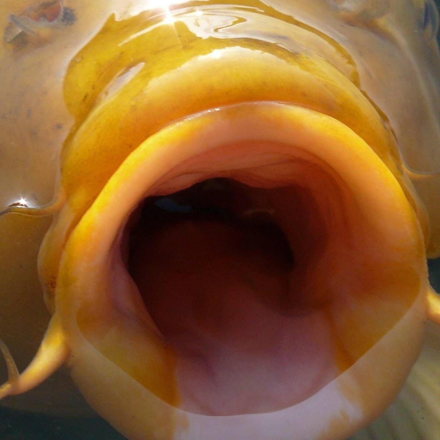 Die Tierdocs: Koi ist eingebildet