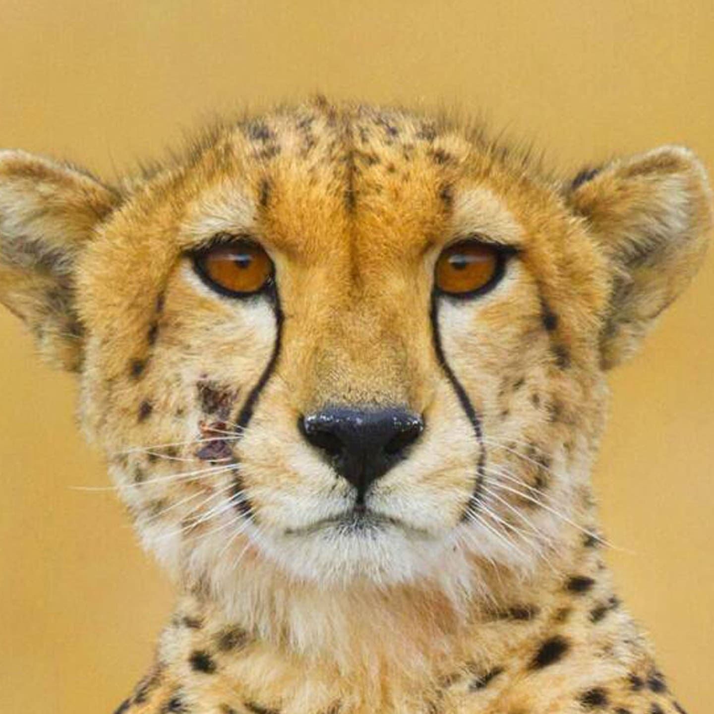 Die Tierdocs: Gepard ist zu langsam
