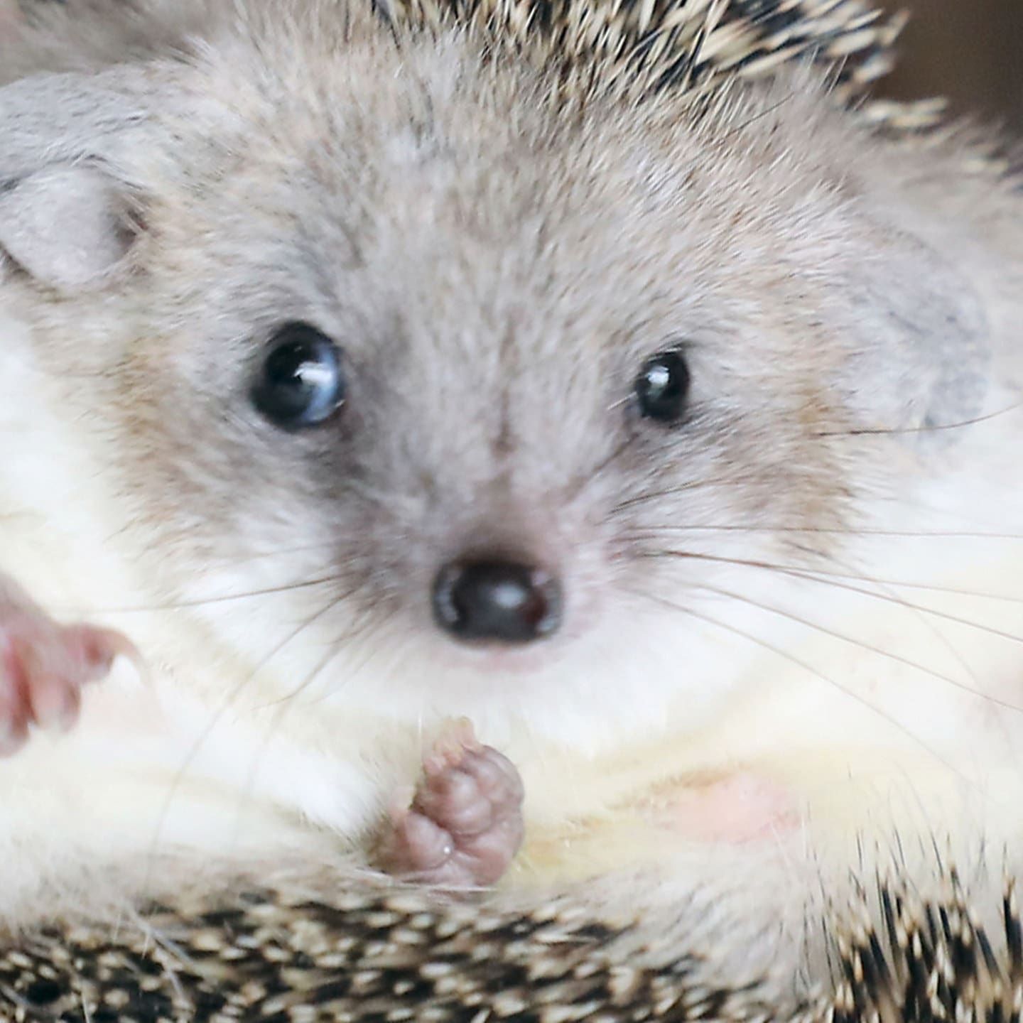 Die Tierdocs: Igel will kuscheln