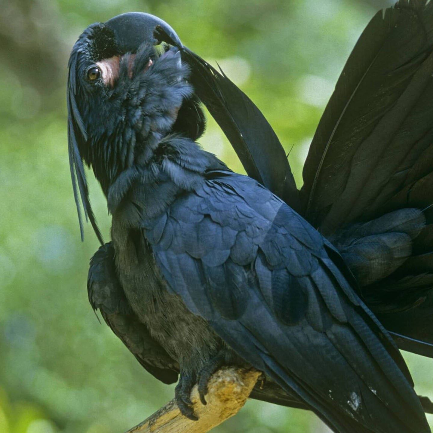 Die Tierdocs: Schwarzer Ara