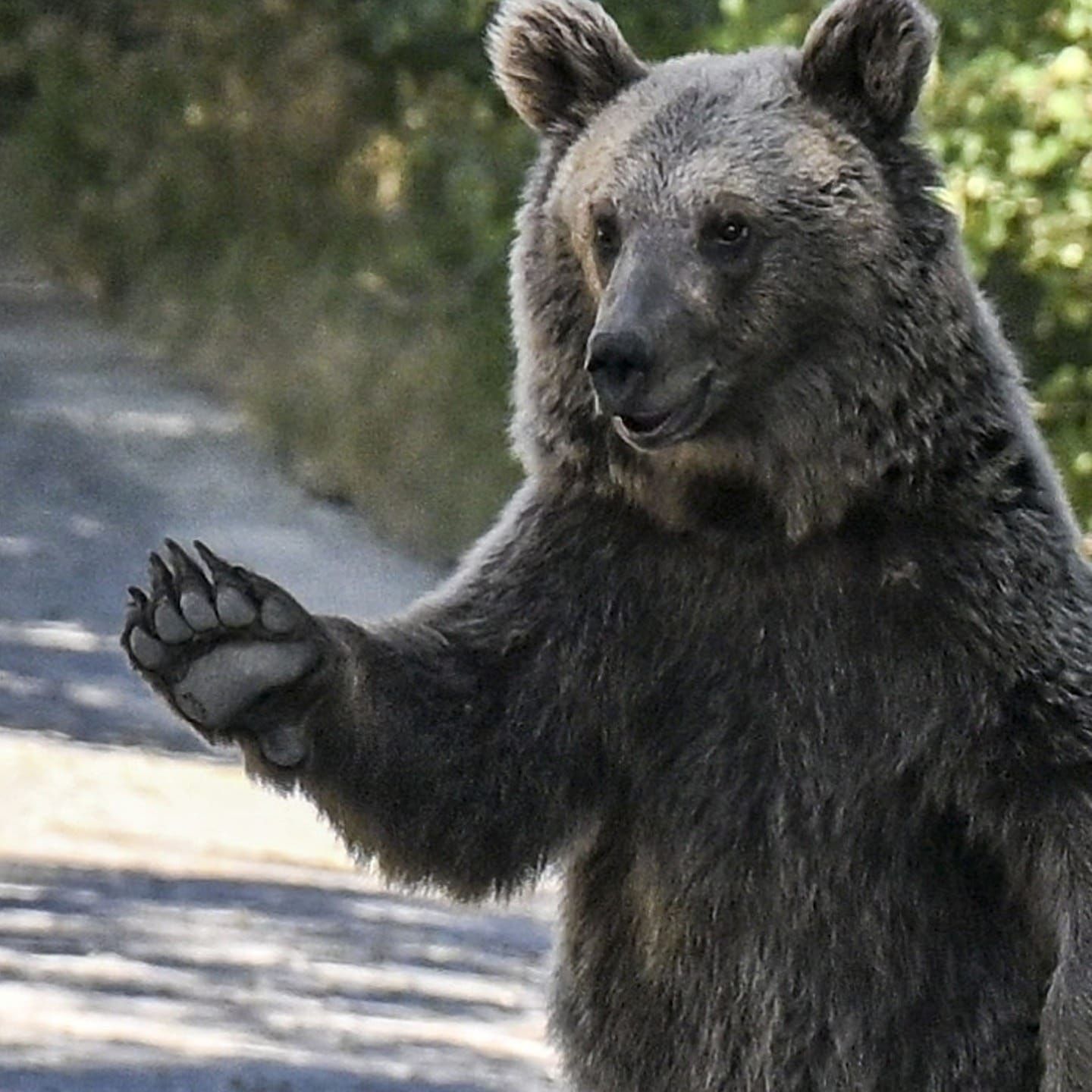Die Tierdocs: Bär winkt und grüßt