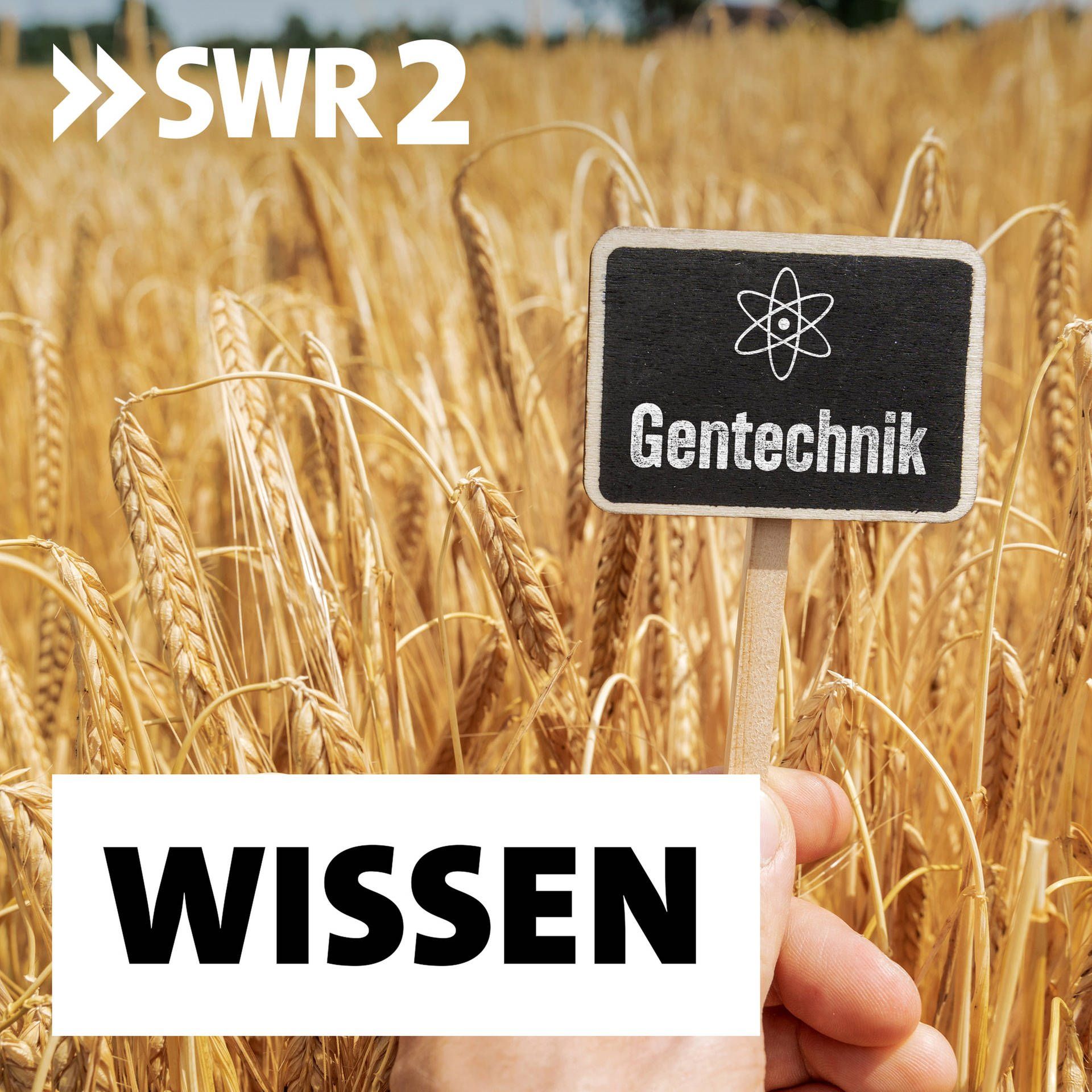 Mit der Genschere die Landwirtschaft revolutionieren? | "Wir müssen Vorsorge für die nächsten Generationen tragen" | Molekularbiologe Holger Puchta im Science Talk