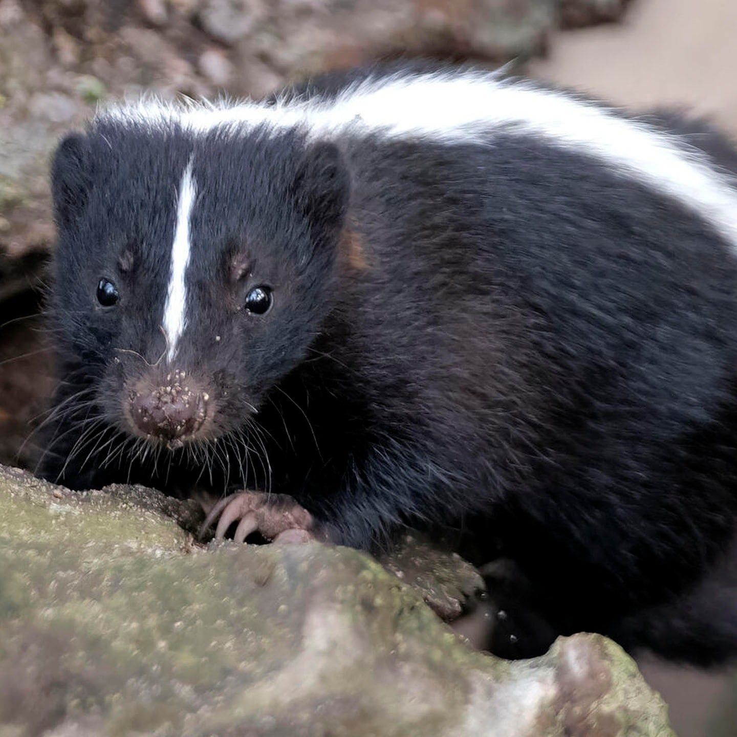 Die Tierdocs: Stinktier riecht gut