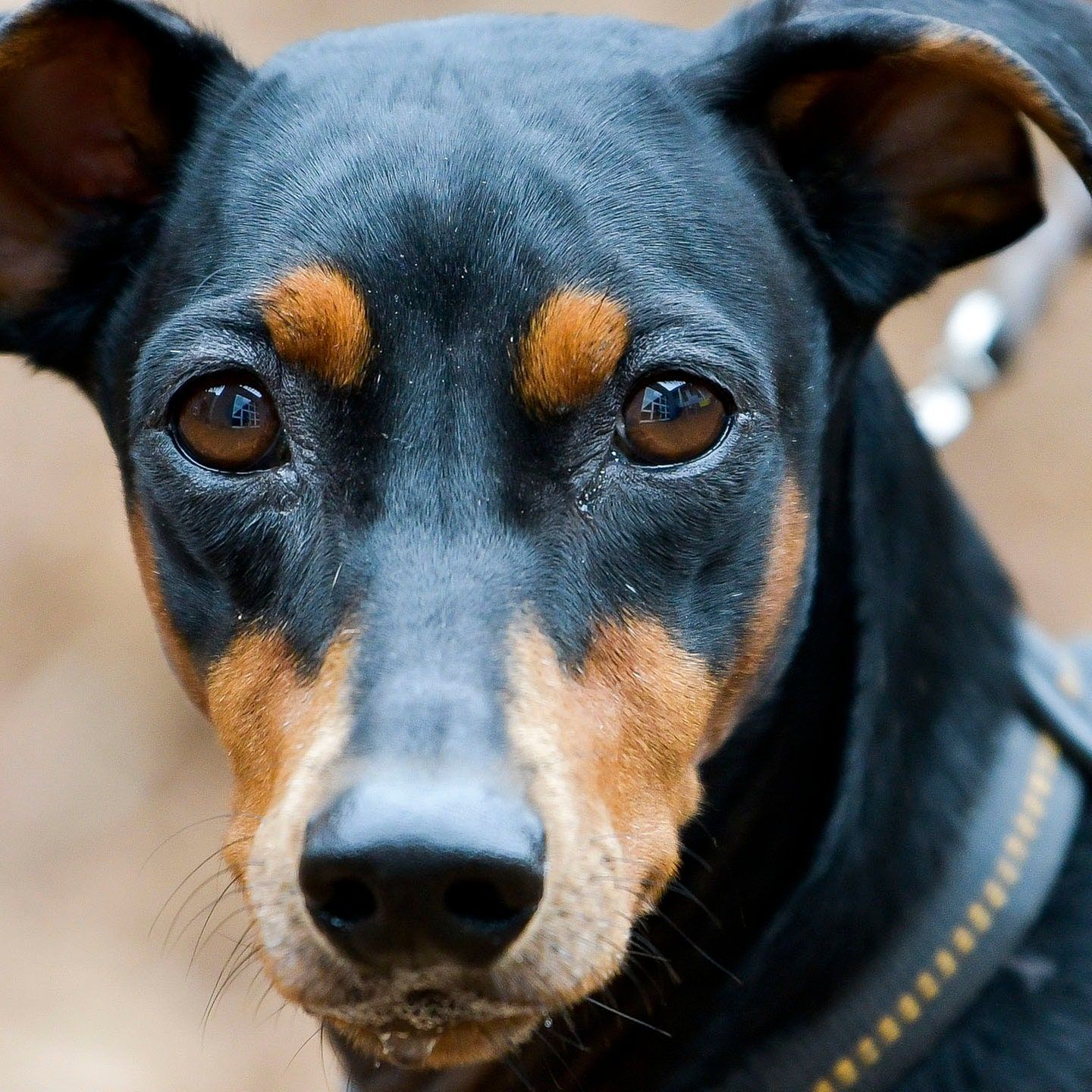 Die Tierdocs: Pinscher will hoch hinaus