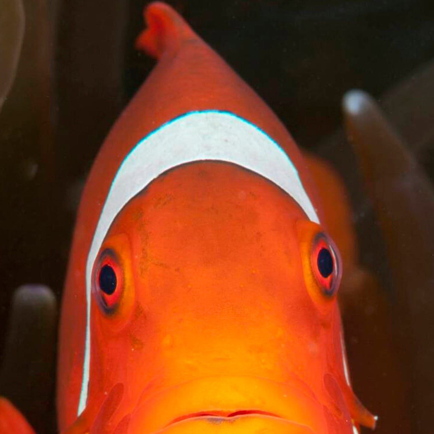 Die Tierdocs: Clownfisch will Geschlecht wechseln