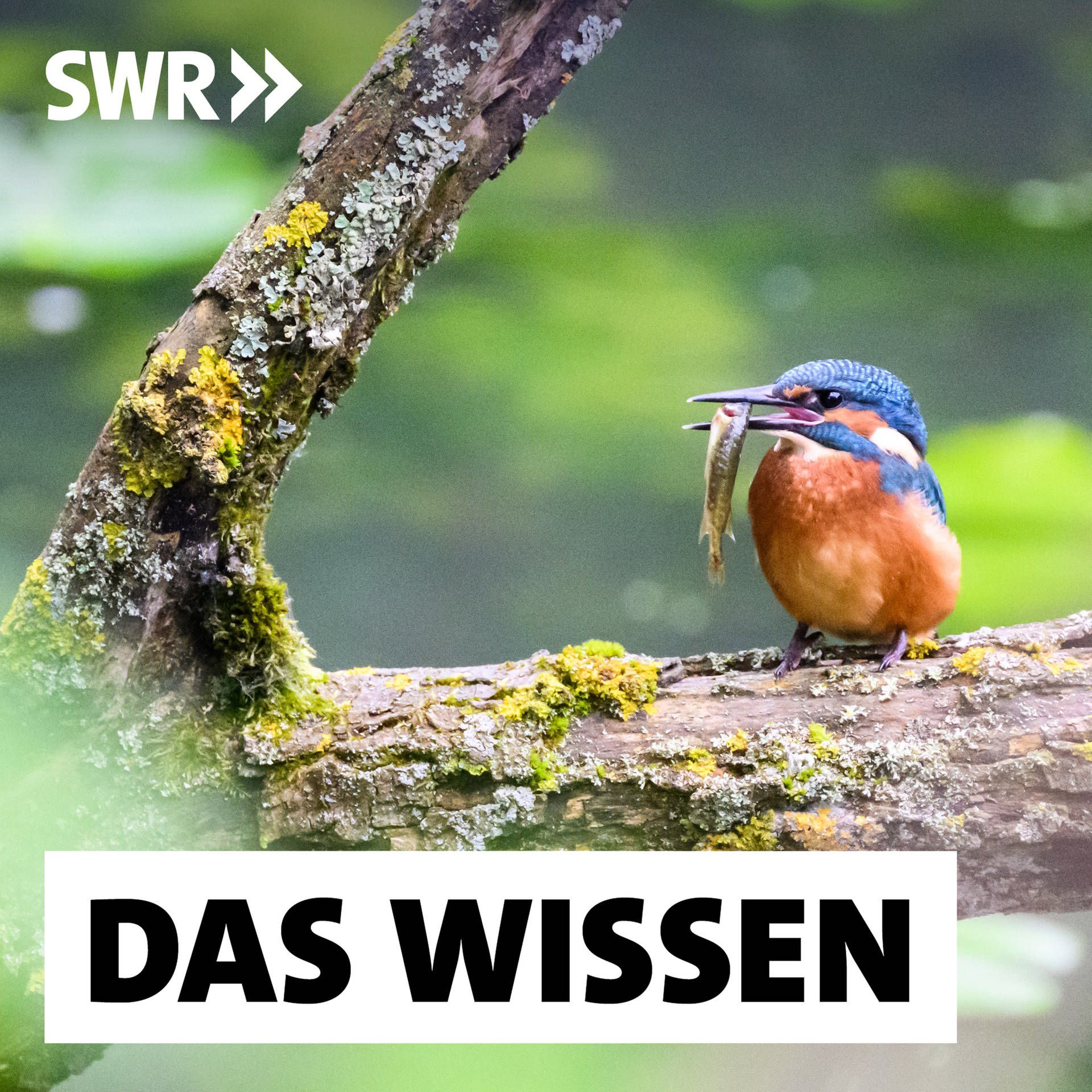 Zurück zur Wildnis – Rewilding für Klima- und Artenschutz