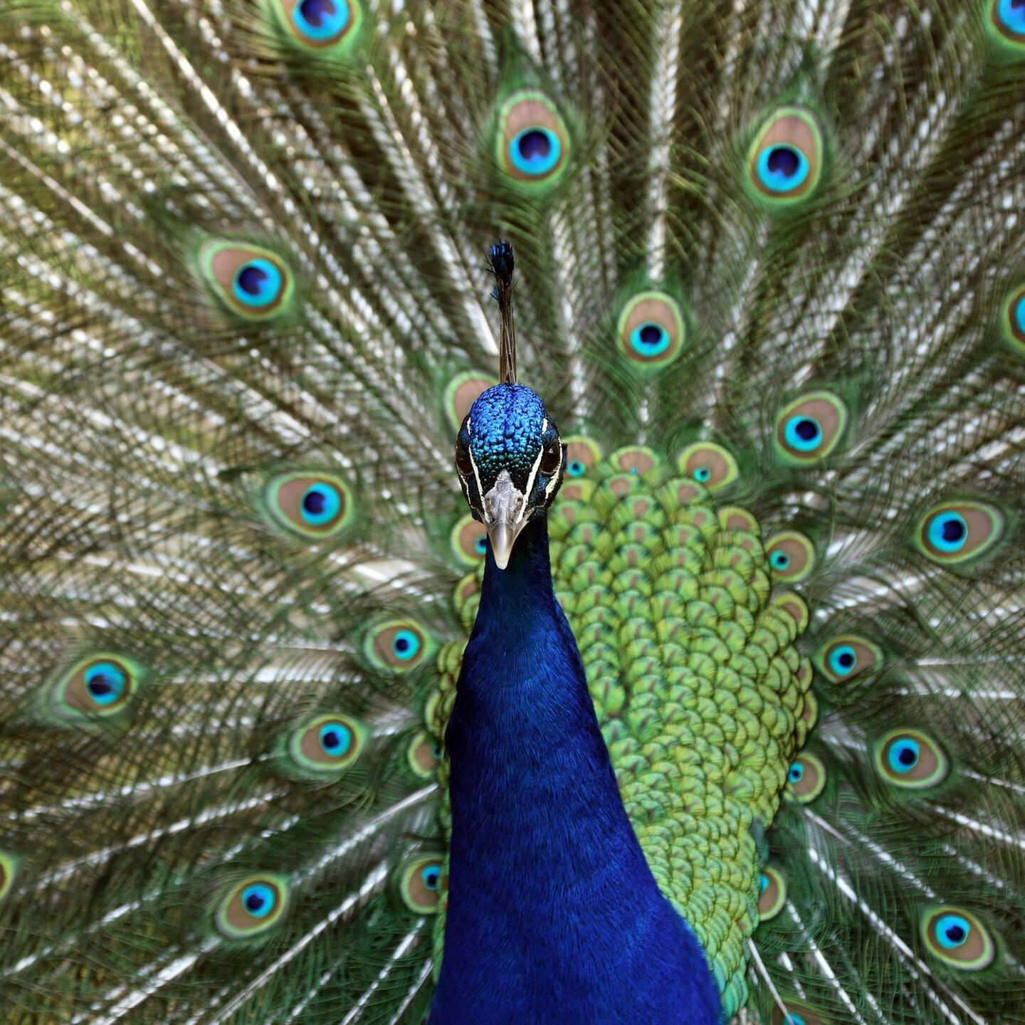 Die Tierdocs: Pfau