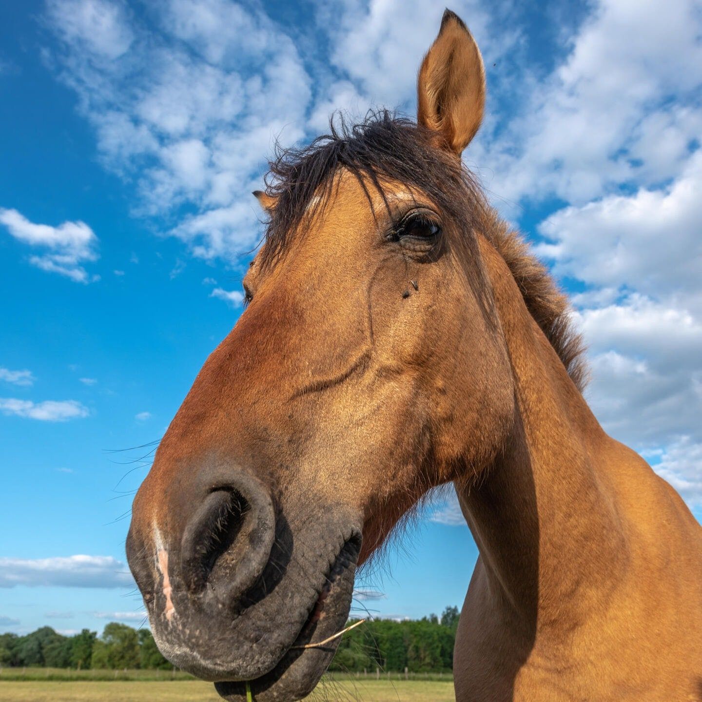 Die Tierdocs: Pferd ist langsam