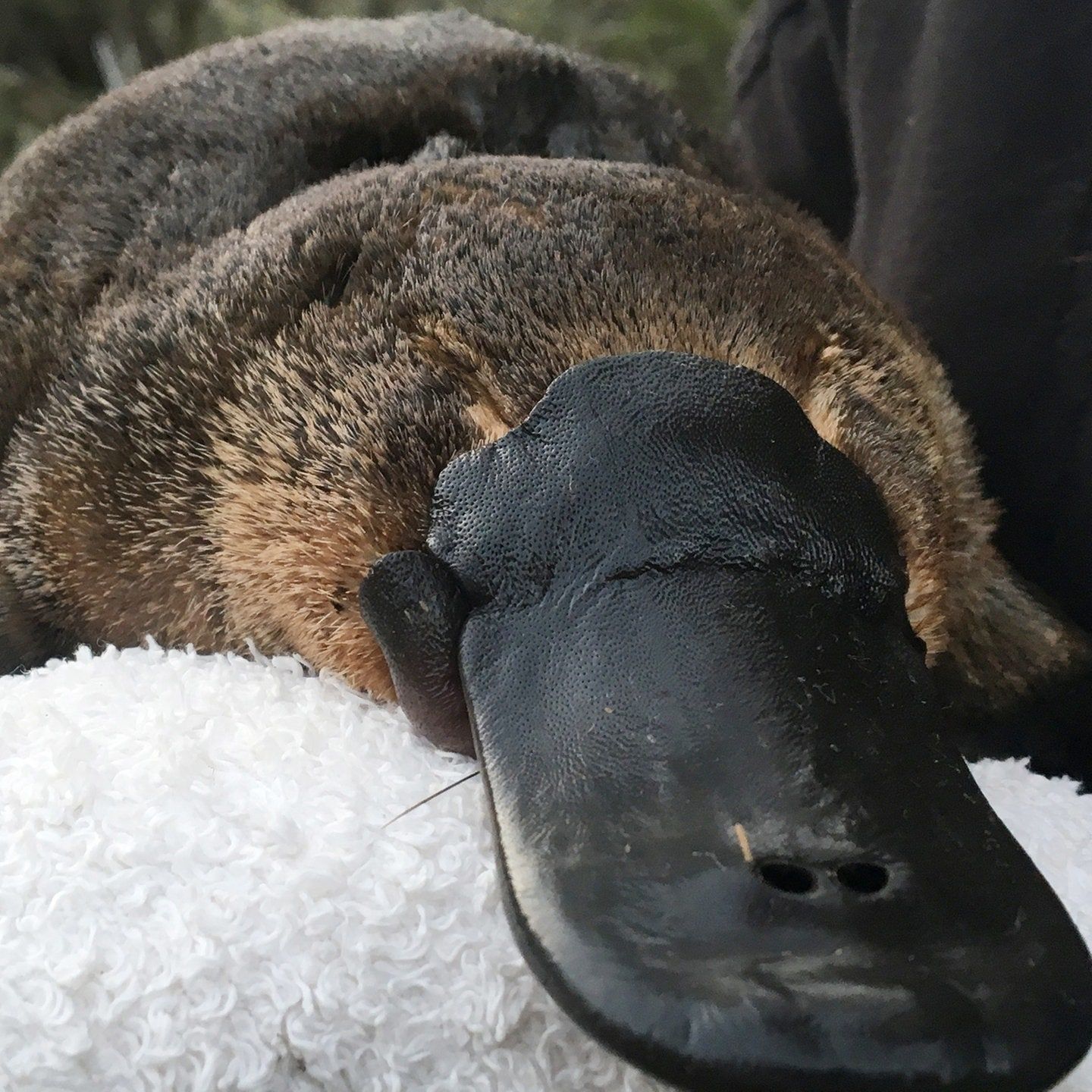 Die Tierdocs: Schnabeltier verhält sich seltsam