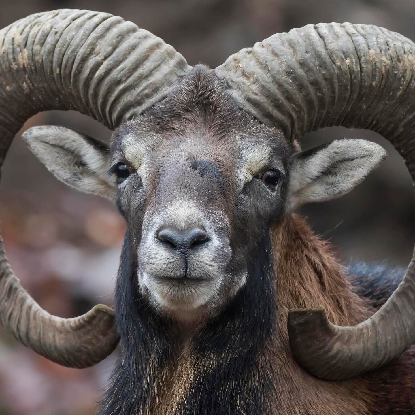 Die Tierdocs: Widder streitet sich