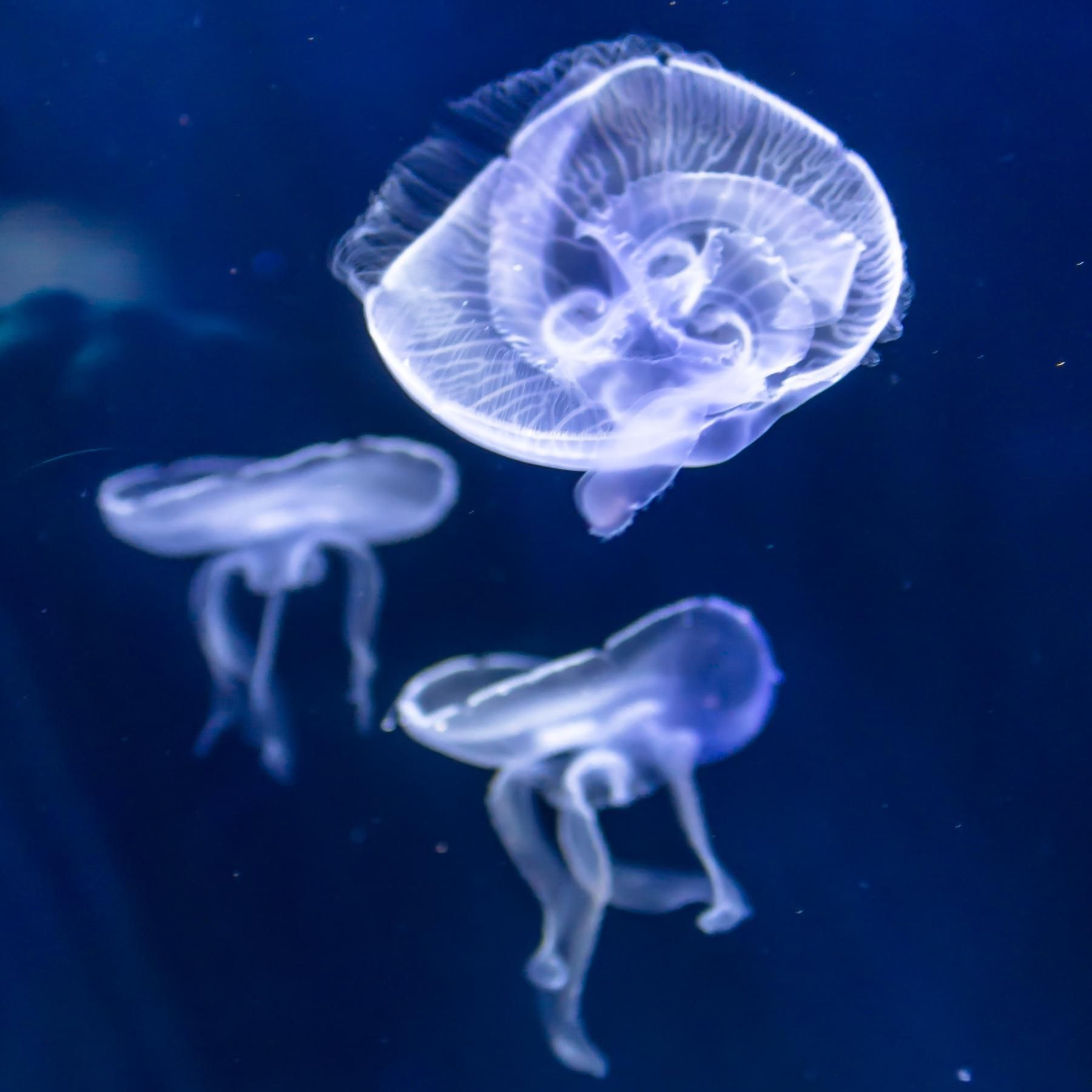 Das große Leuchten - Tiere mit Biolumineszenz