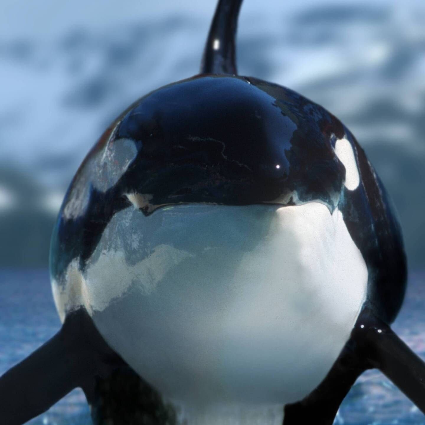 Die Tierdocs: Orca zeichnet