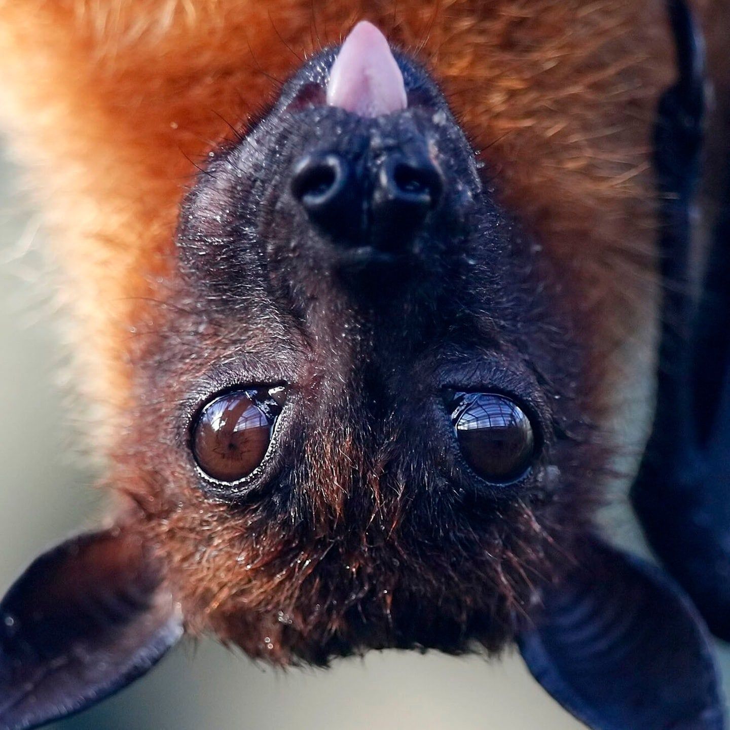 Die Tierdocs: Fledermaus ist erkältet