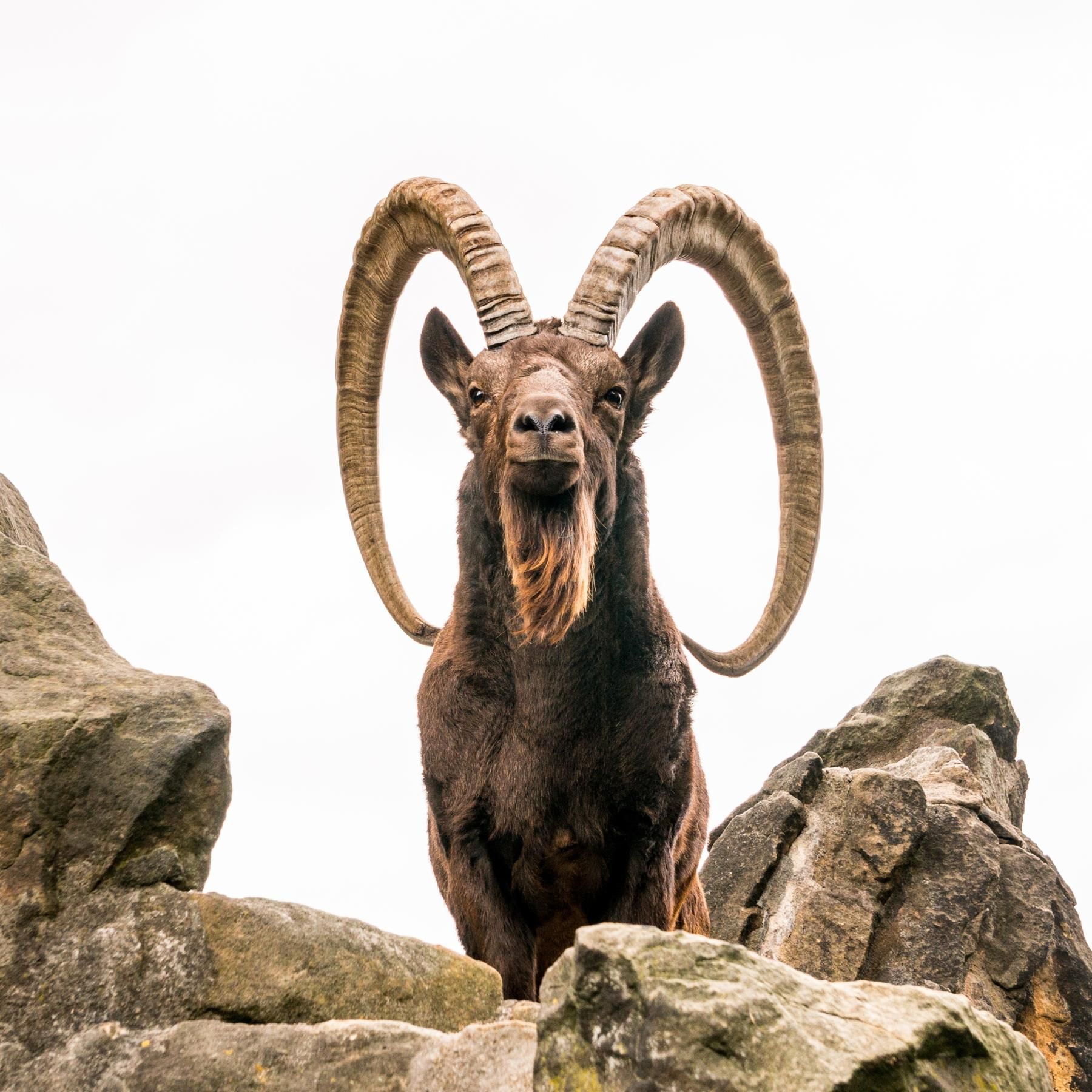 Der Steinbock - Majestätischer Gipfelstürmer