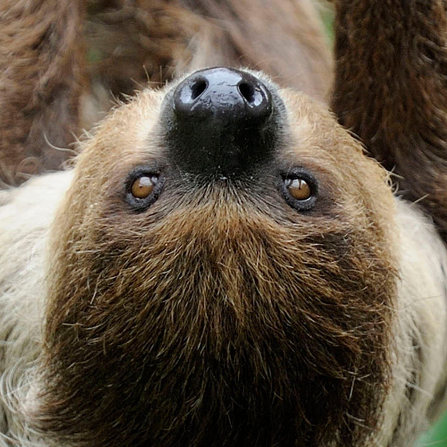 Die Tierdocs: Faultier ist nicht faul
