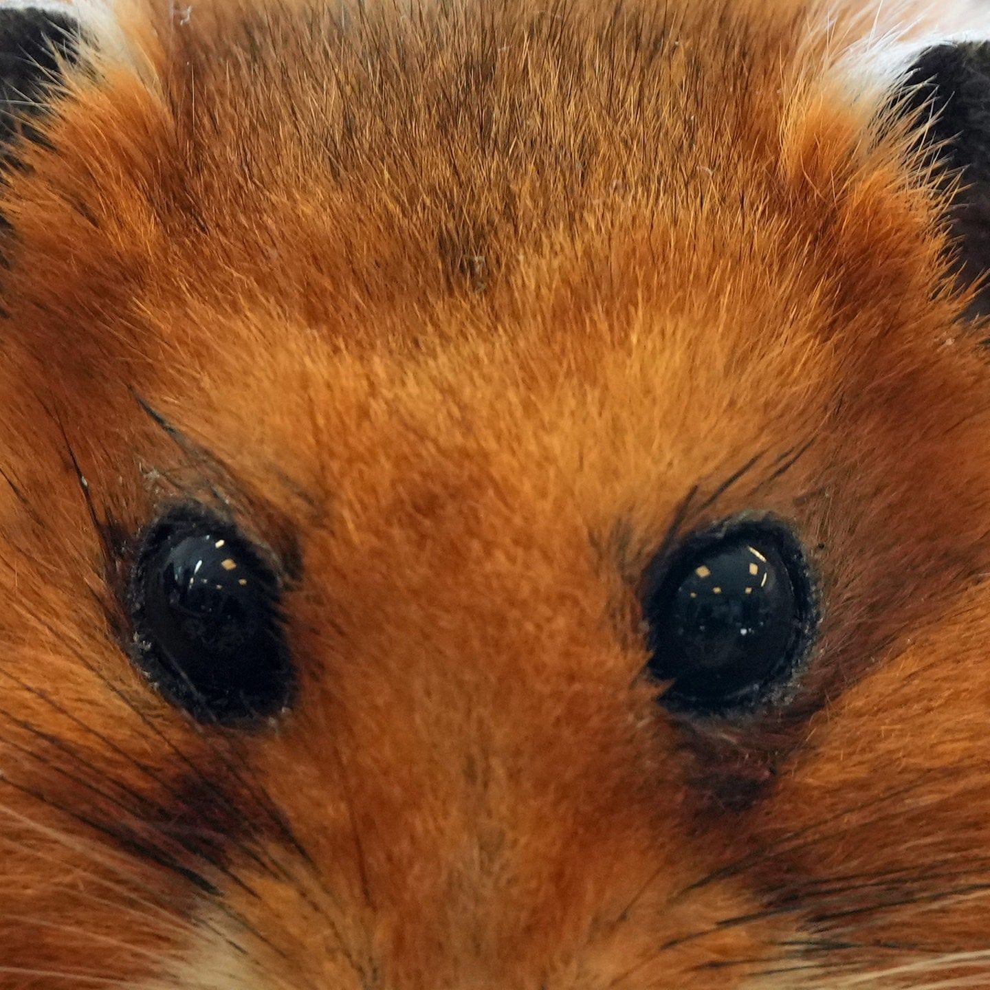 Die Tierdocs: Hamster will nicht ins Rad