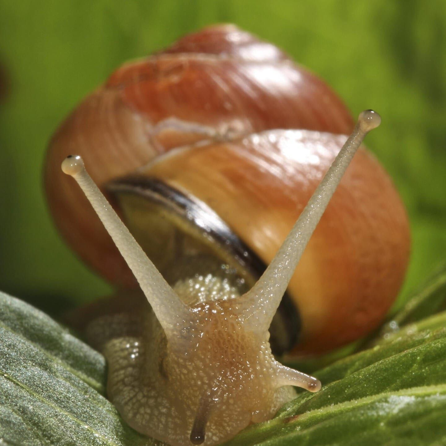 Die Tierdocs: Schnecke ist immer schnell weg