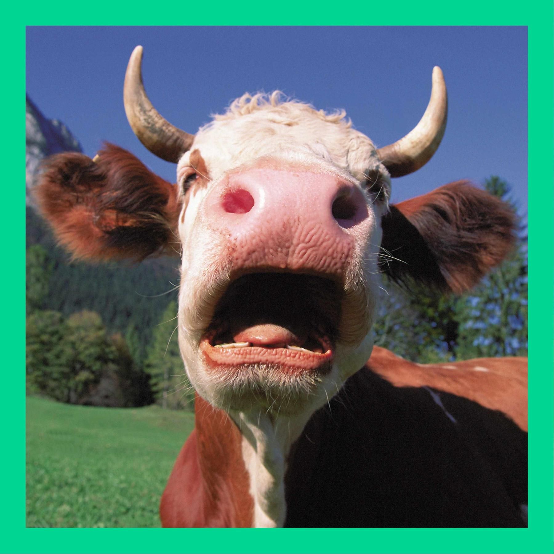 Haben Tiere Popel?