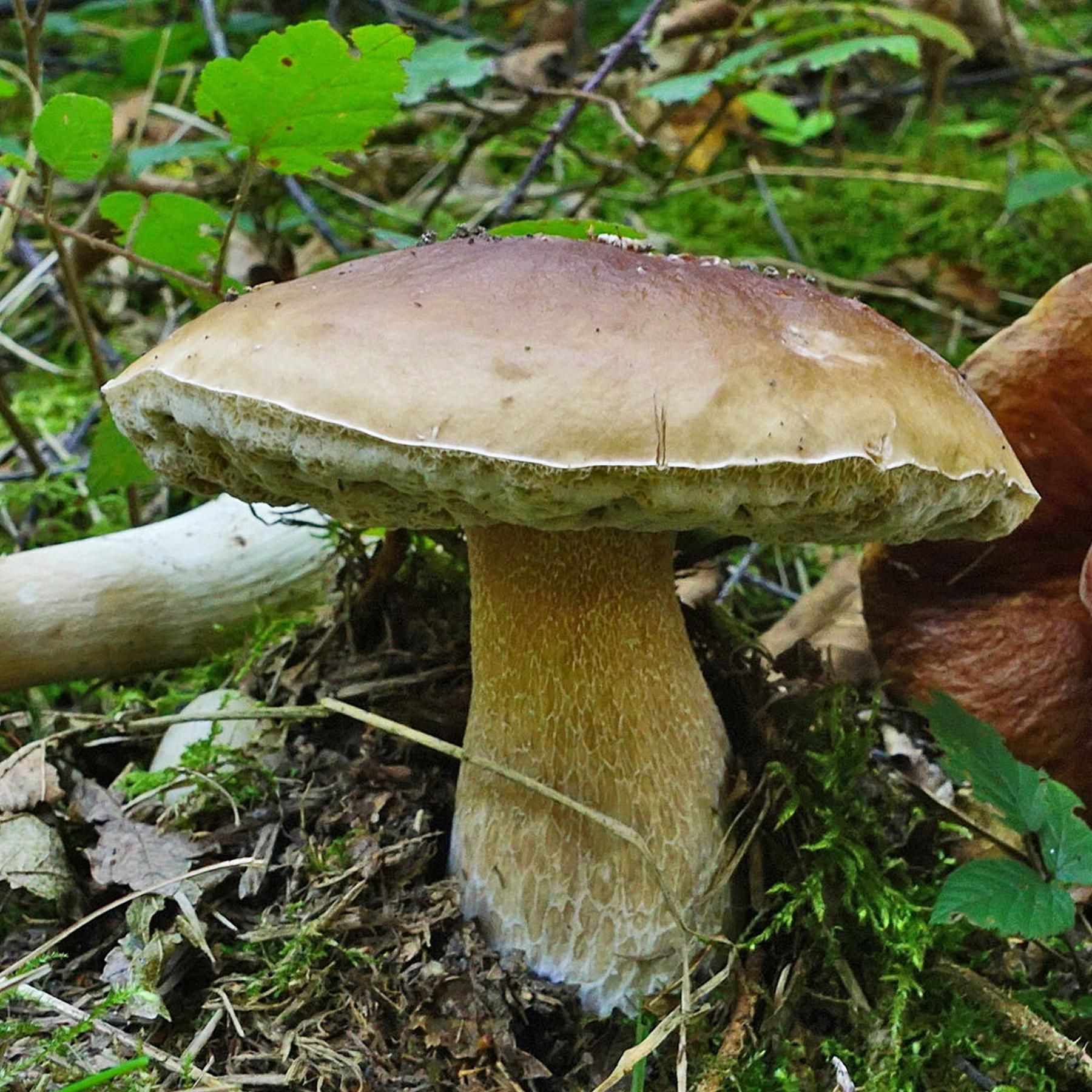 Wunderwerk Pilz - Gift, Heilpflanze und Delikatesse