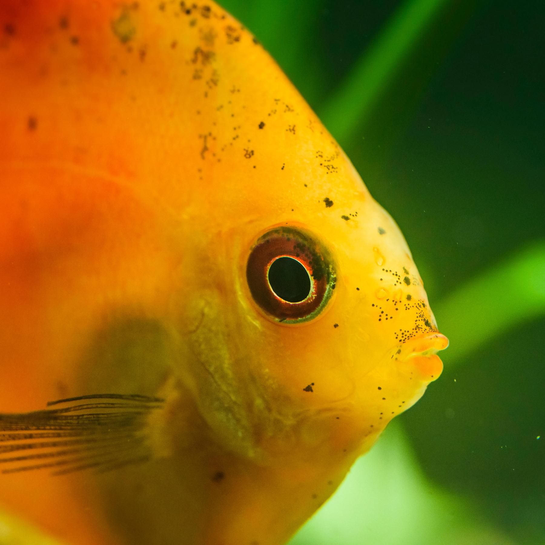 Fische - Die unterschätzten Lebewesen