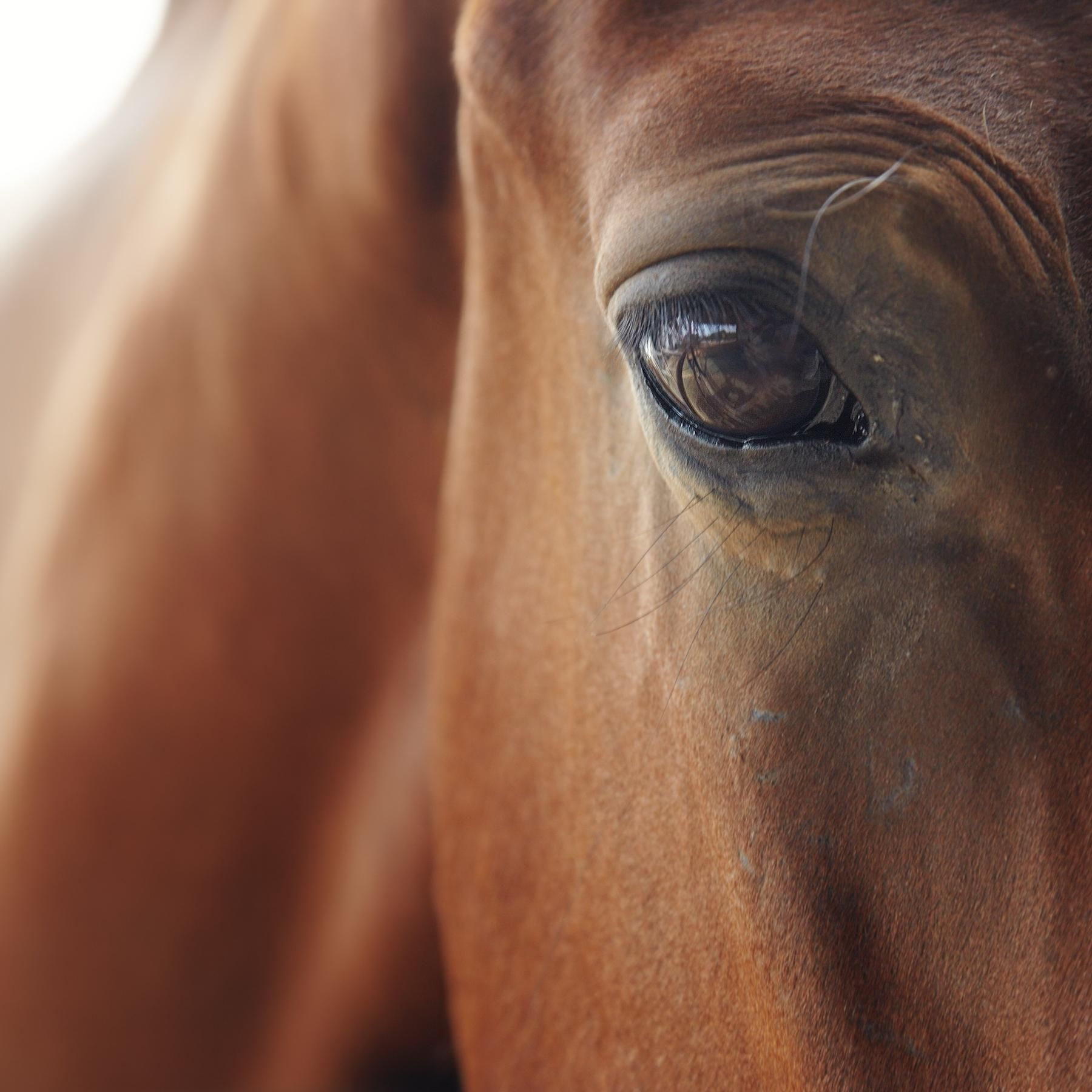Tierisch bewusst - Denken und empfinden Tiere?