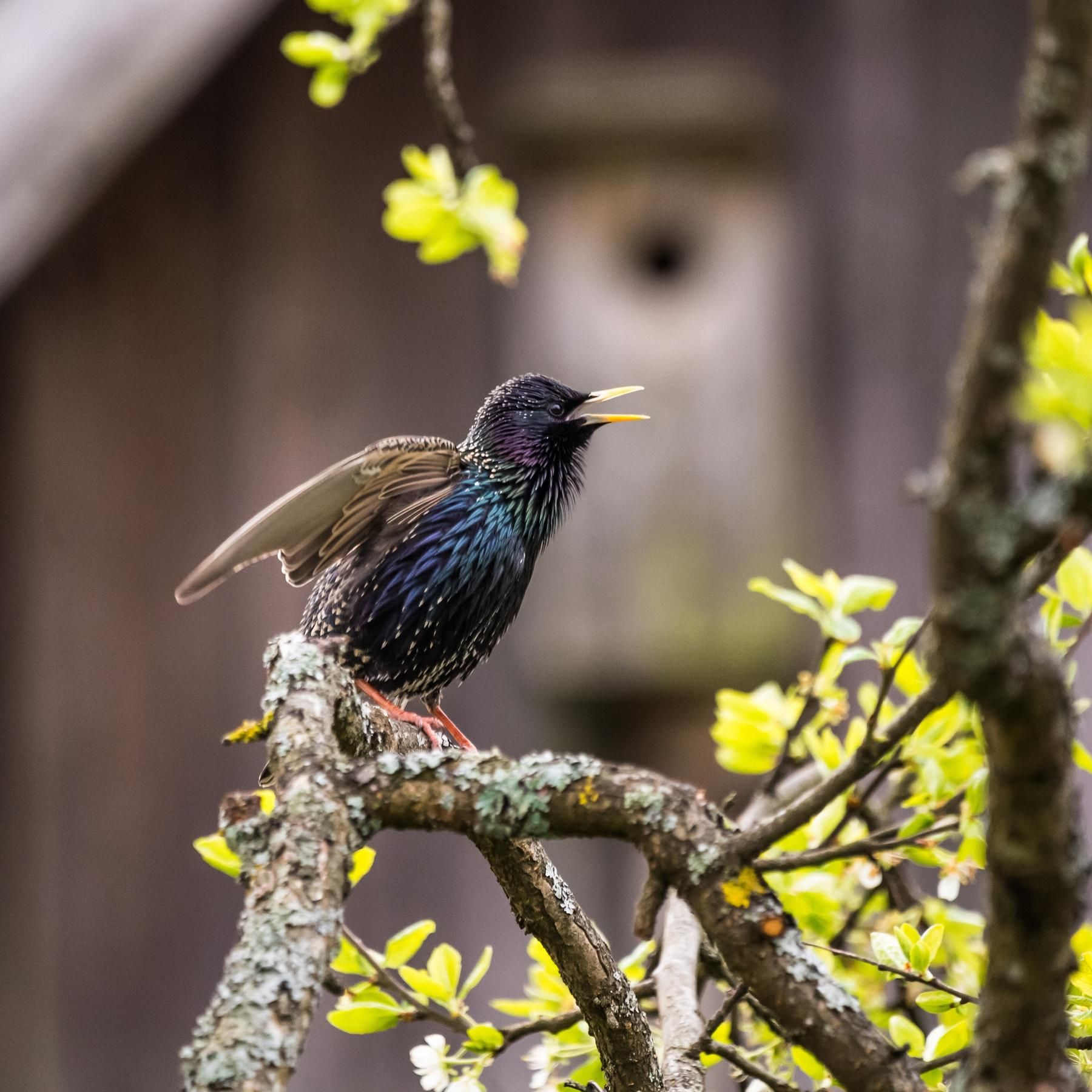 Der Star, ein Gesangstalent - Alles Natur