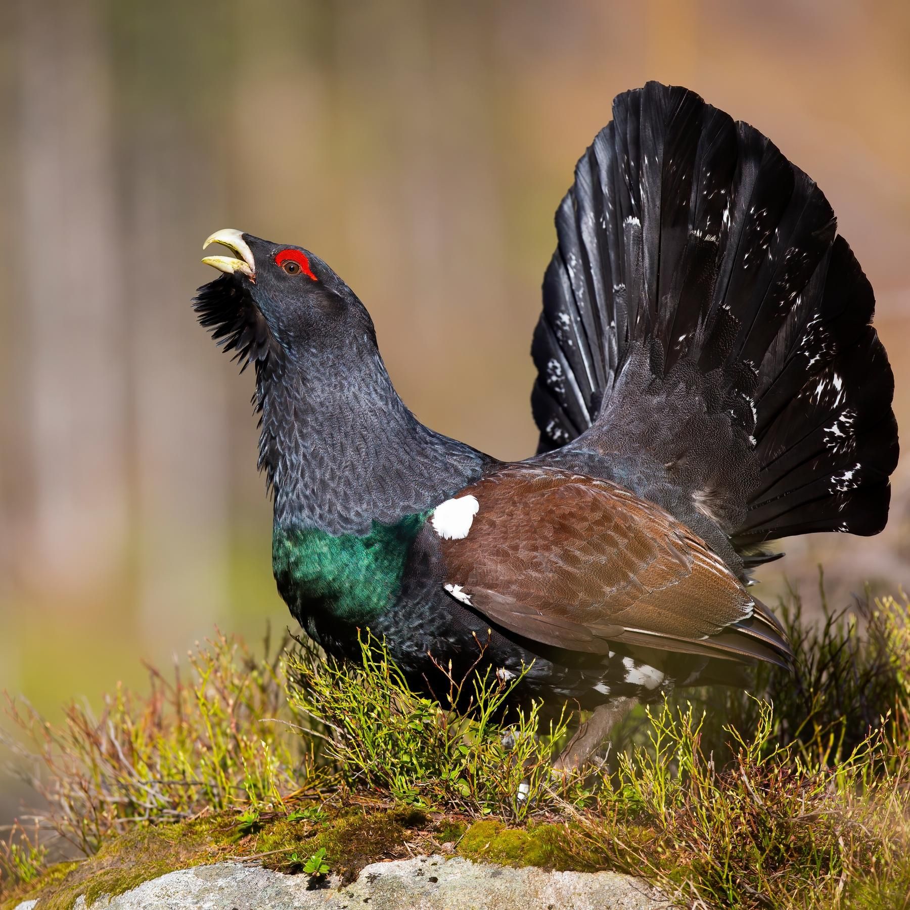 Das Auerhuhn - Der vom Aussterben bedrohte Urvogel