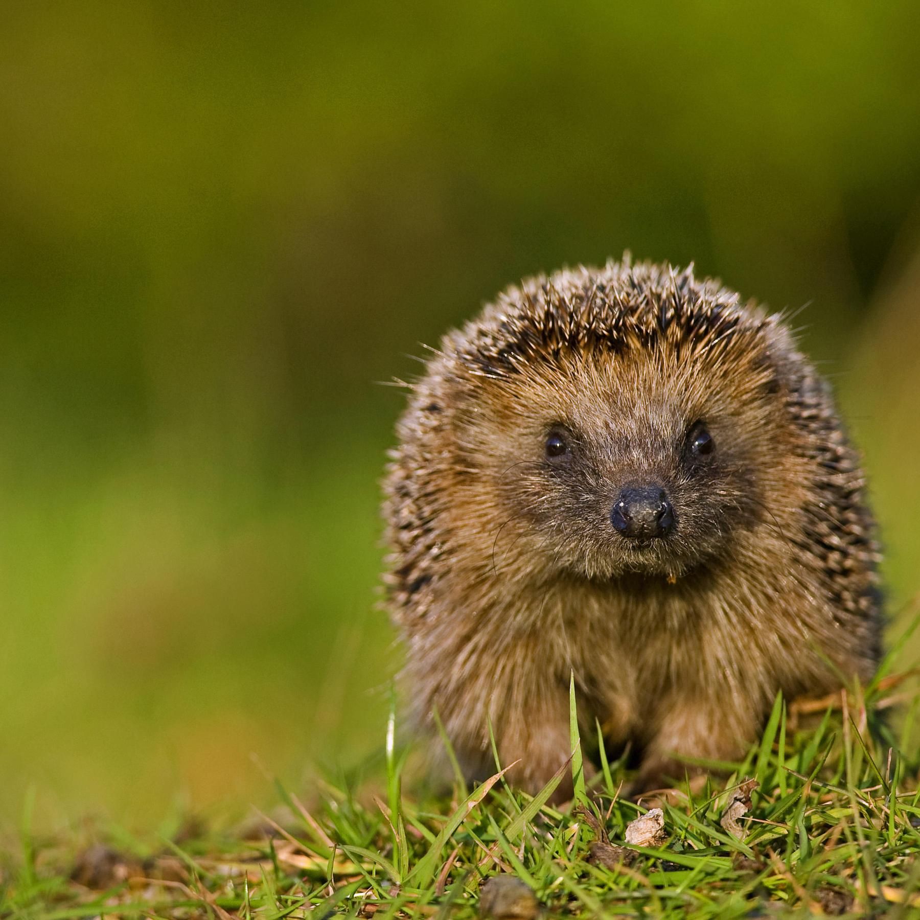 Der Igel - Stachliger Überlebenskünstler