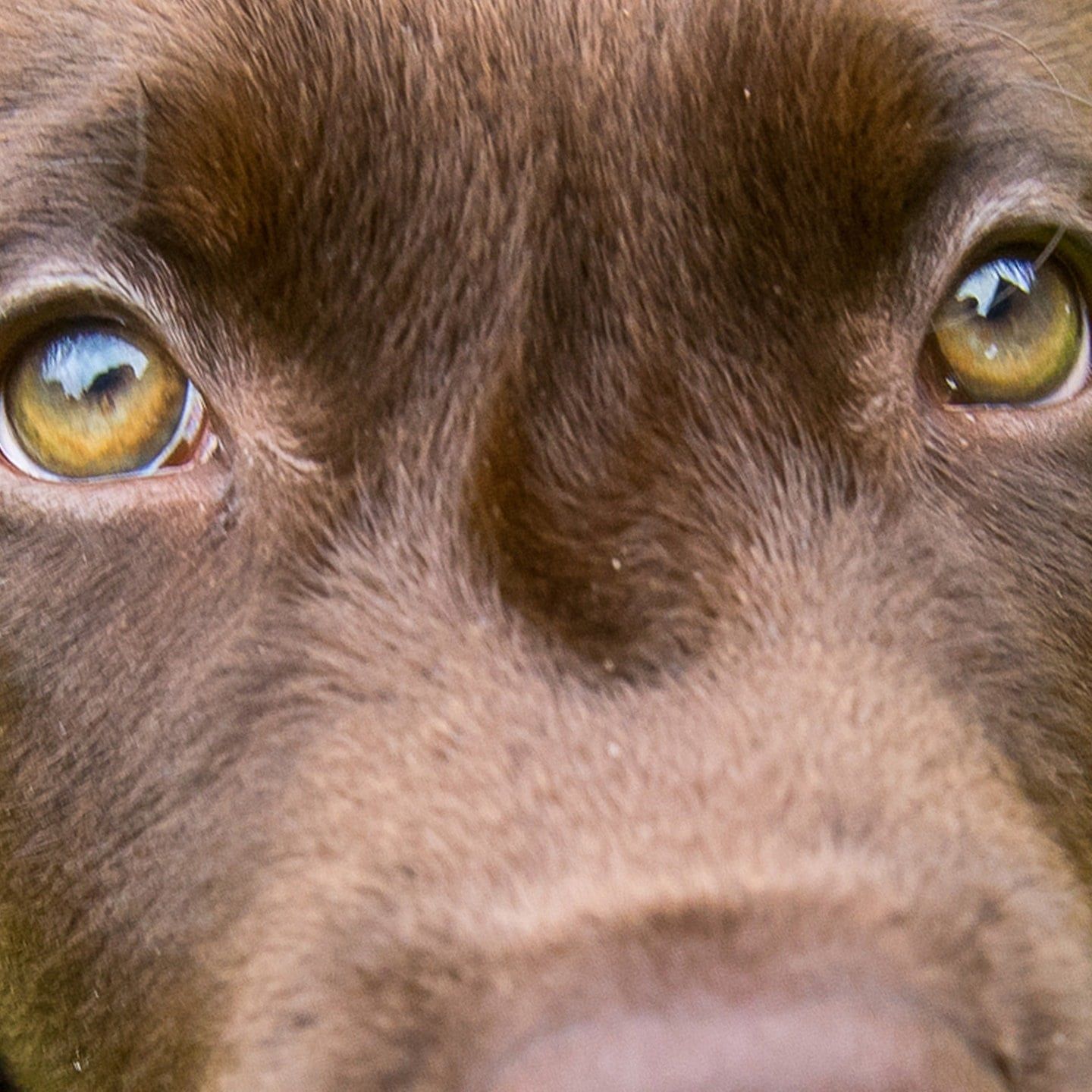 Die Tierdocs: Hund frisst nicht mehr
