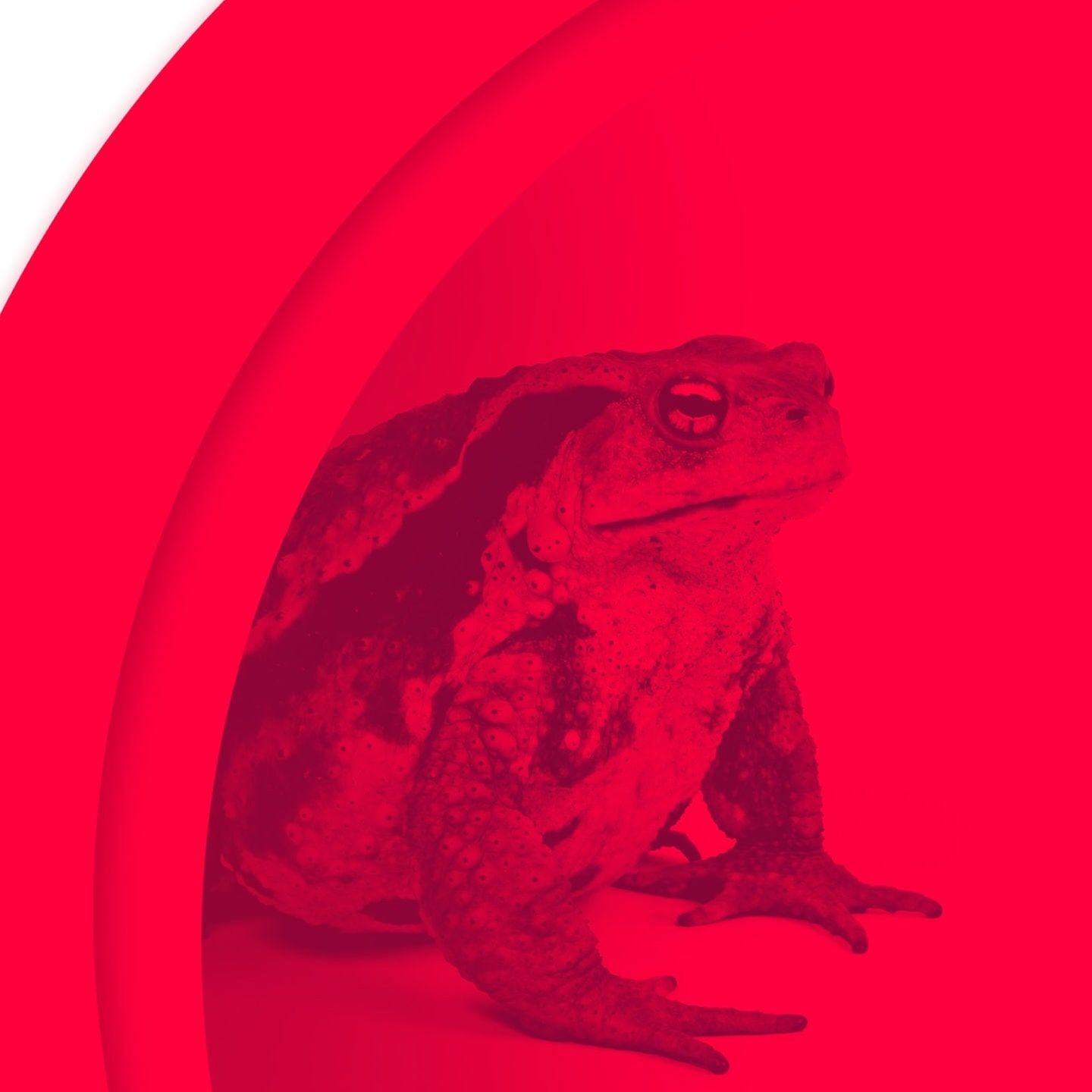 Verliebt in einen Abhängigen – Sabine vom Löwen zum Frosch