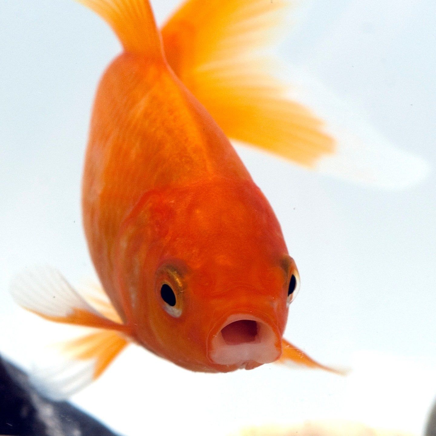 Die Tierdocs: Goldfisch ist vergesslich