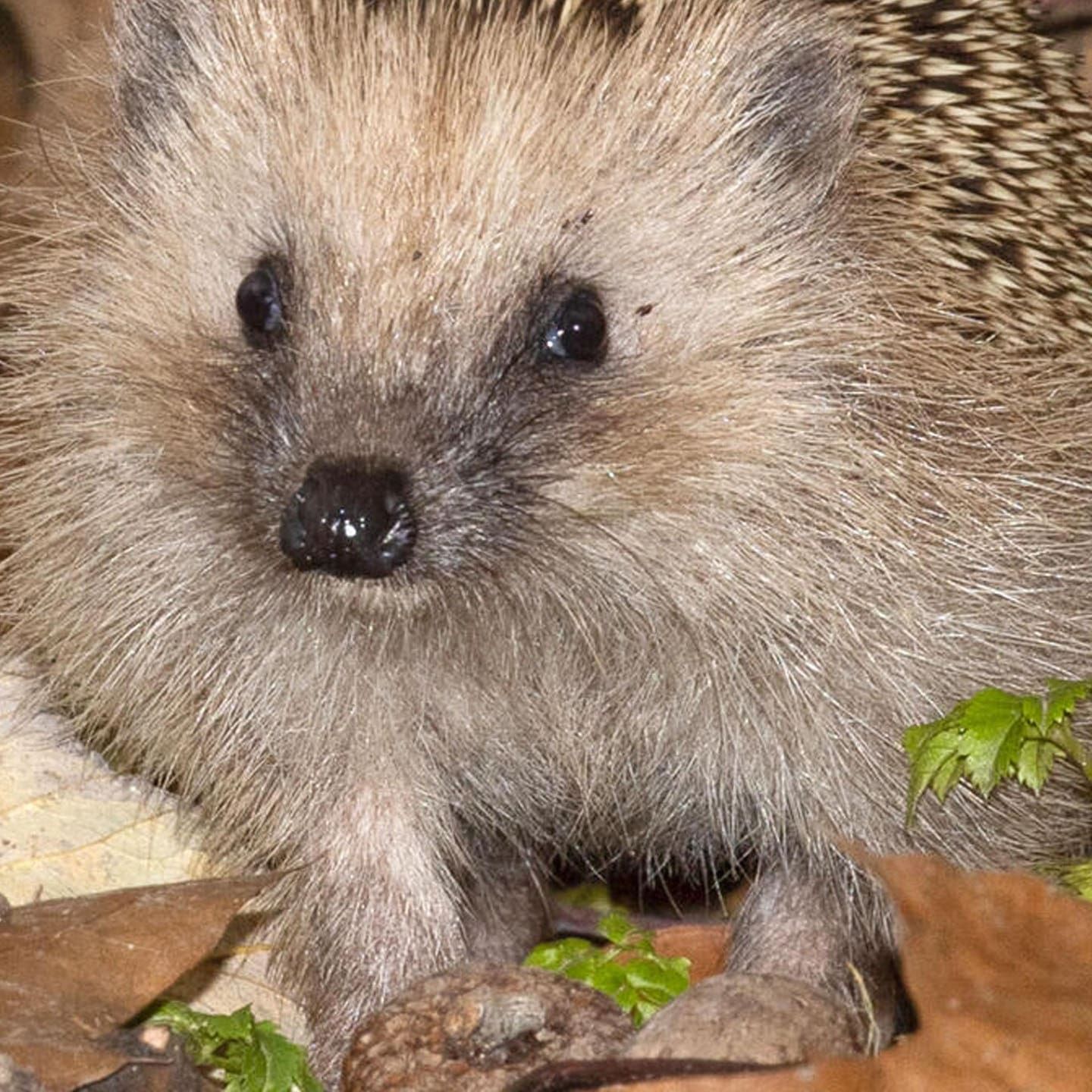 Die Tierdocs: Igel mit Fleeschknepp