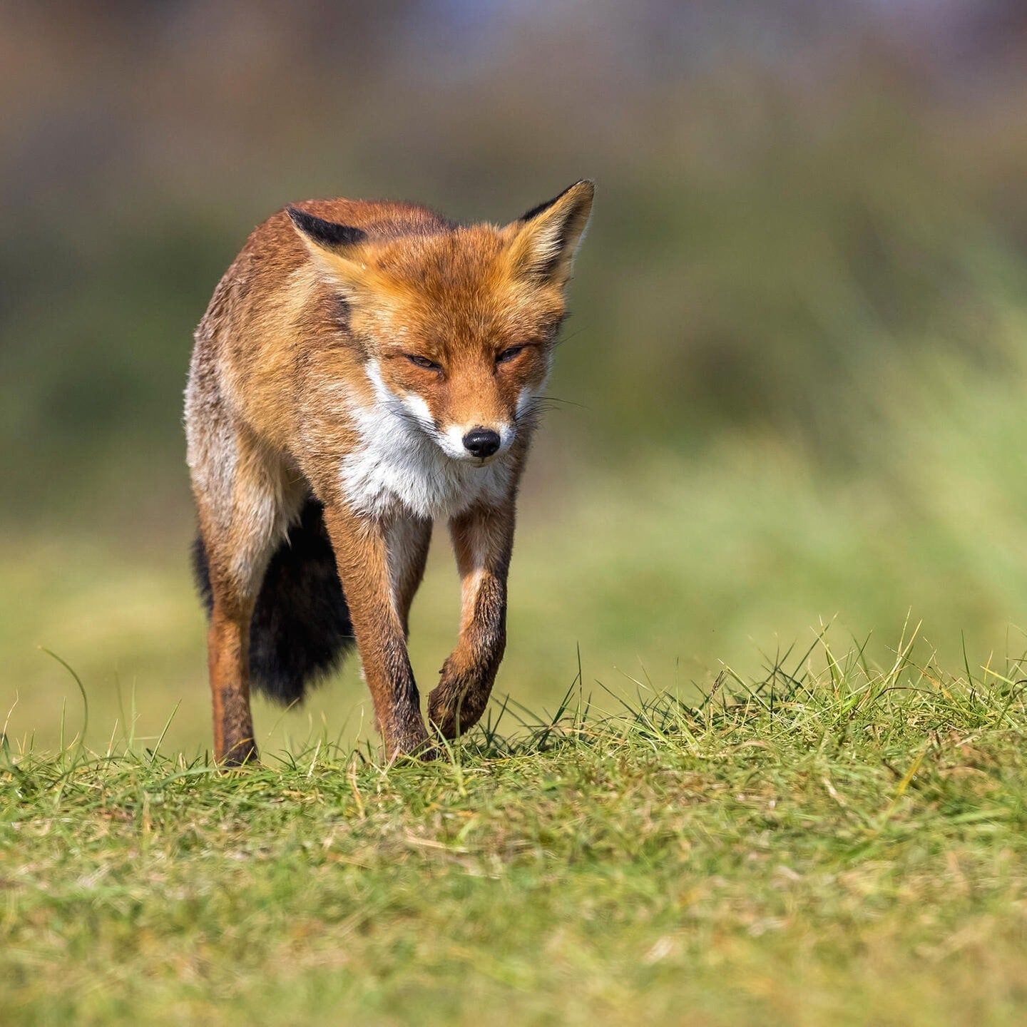 Die Tierdocs: Fuchs tanzt