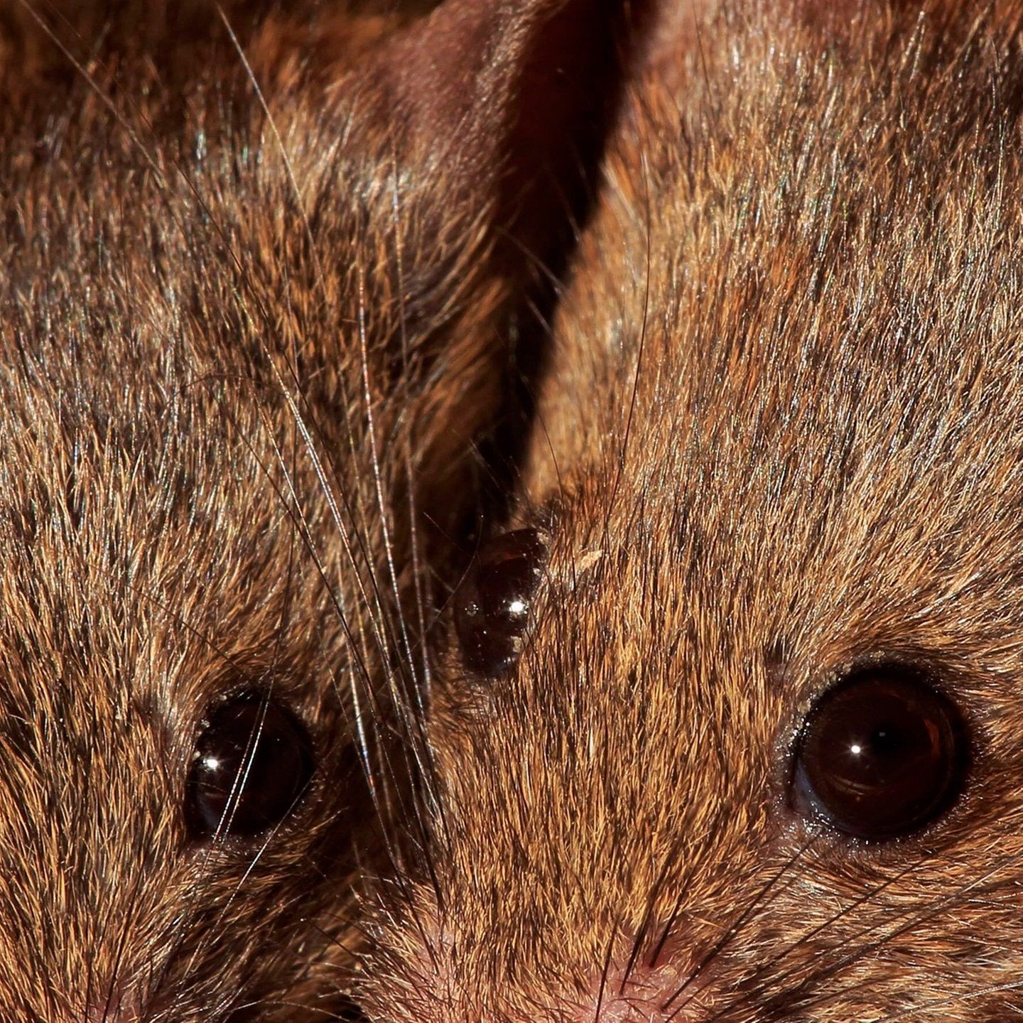 Die Tierdocs: Mäuse sind zu ähnlich