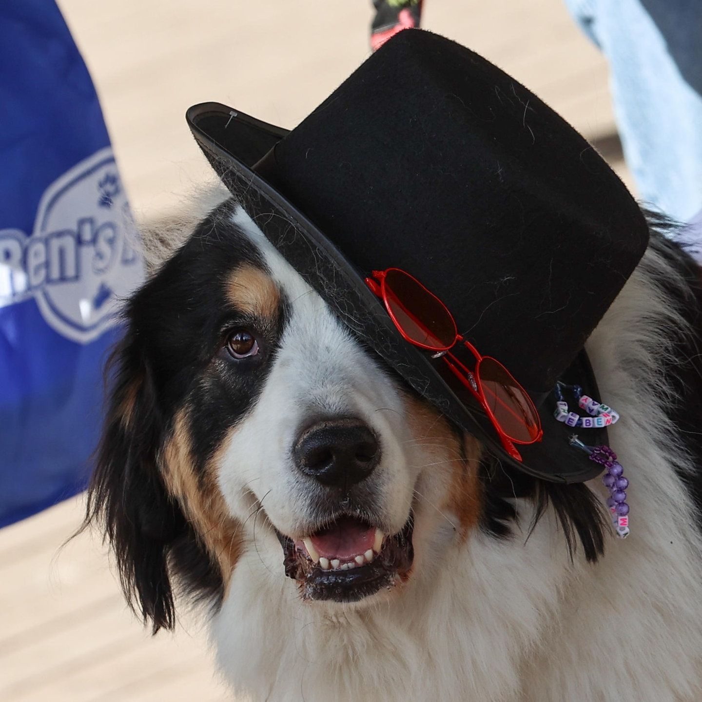 Die Tierdocs : Collie leiht sich alles aus