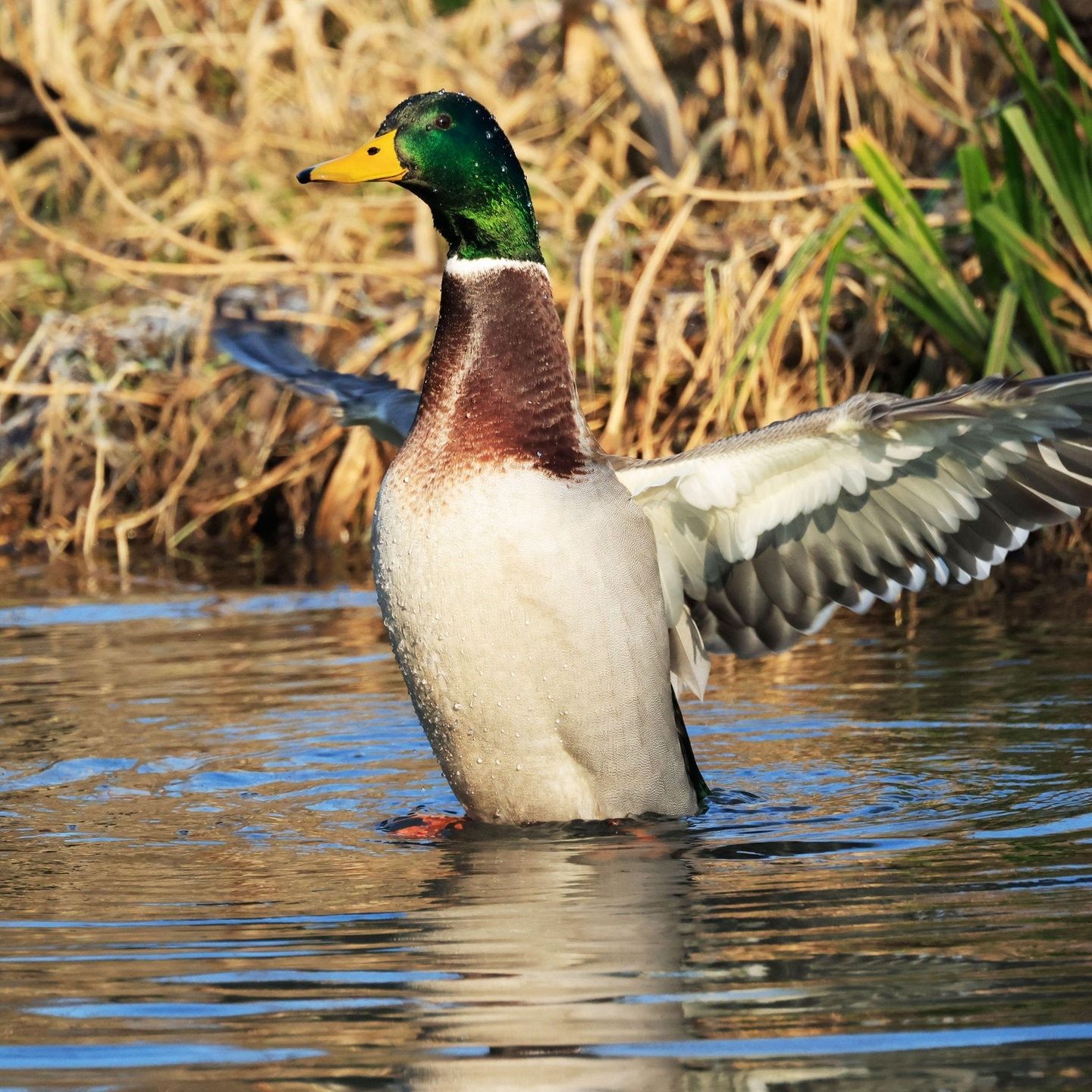 Die Tierdocs: Ente ist kriminell