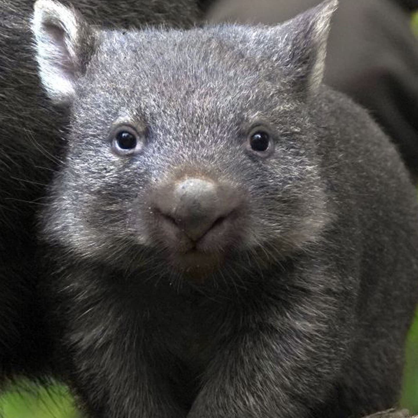 Die Tierdocs: Wombat hat würfelförmige Hinterlassenschaften