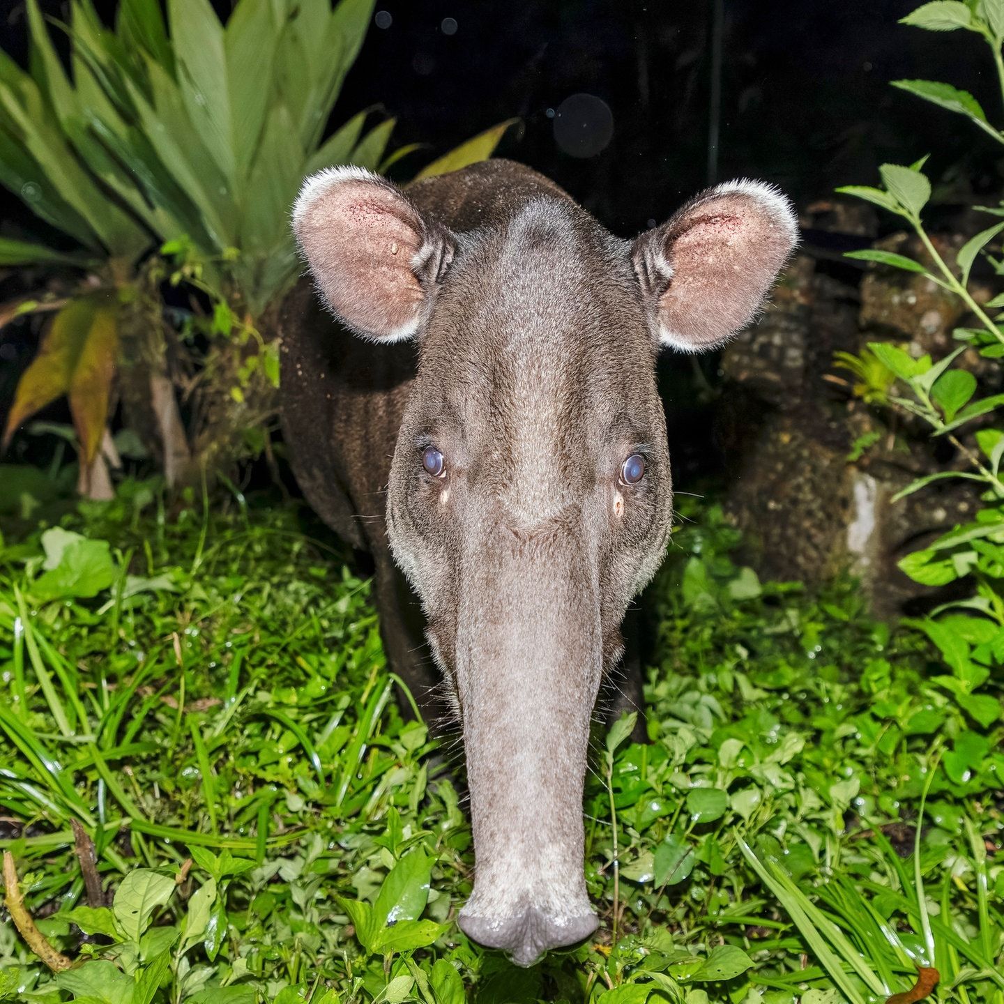 Die Tierdocs: Tapir frisst ständig Fleeschknepp