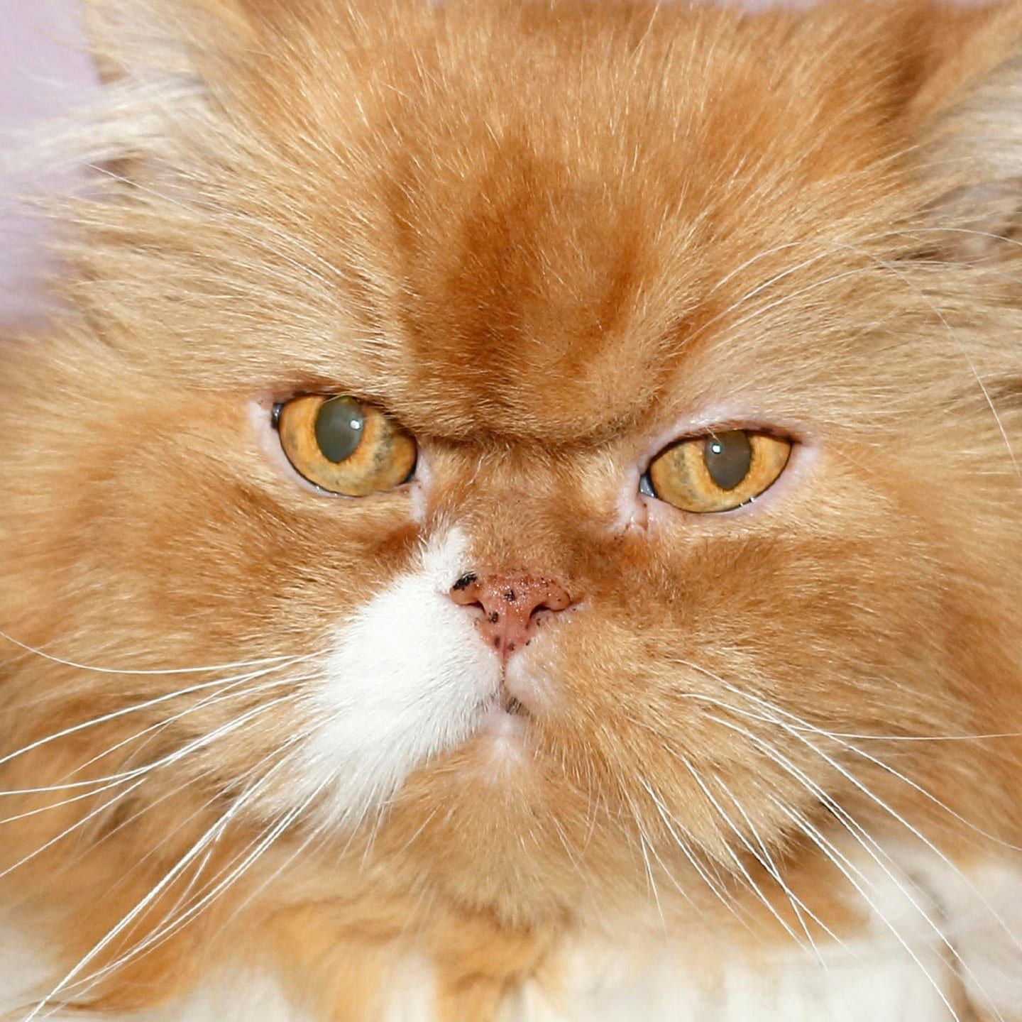 Die Tierdocs: Dicke Katze