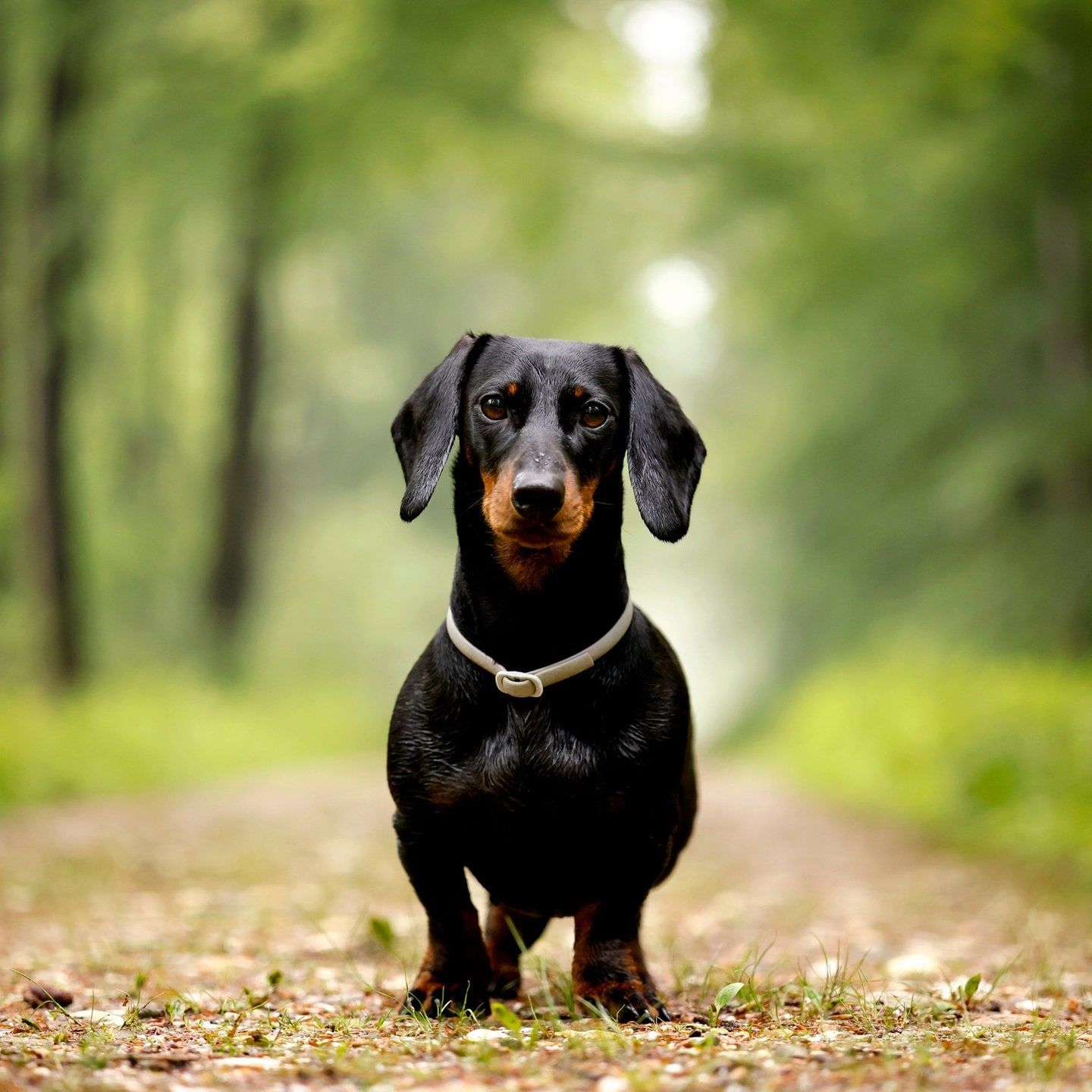 Die Tierdocs: Dackel hat rote Augen