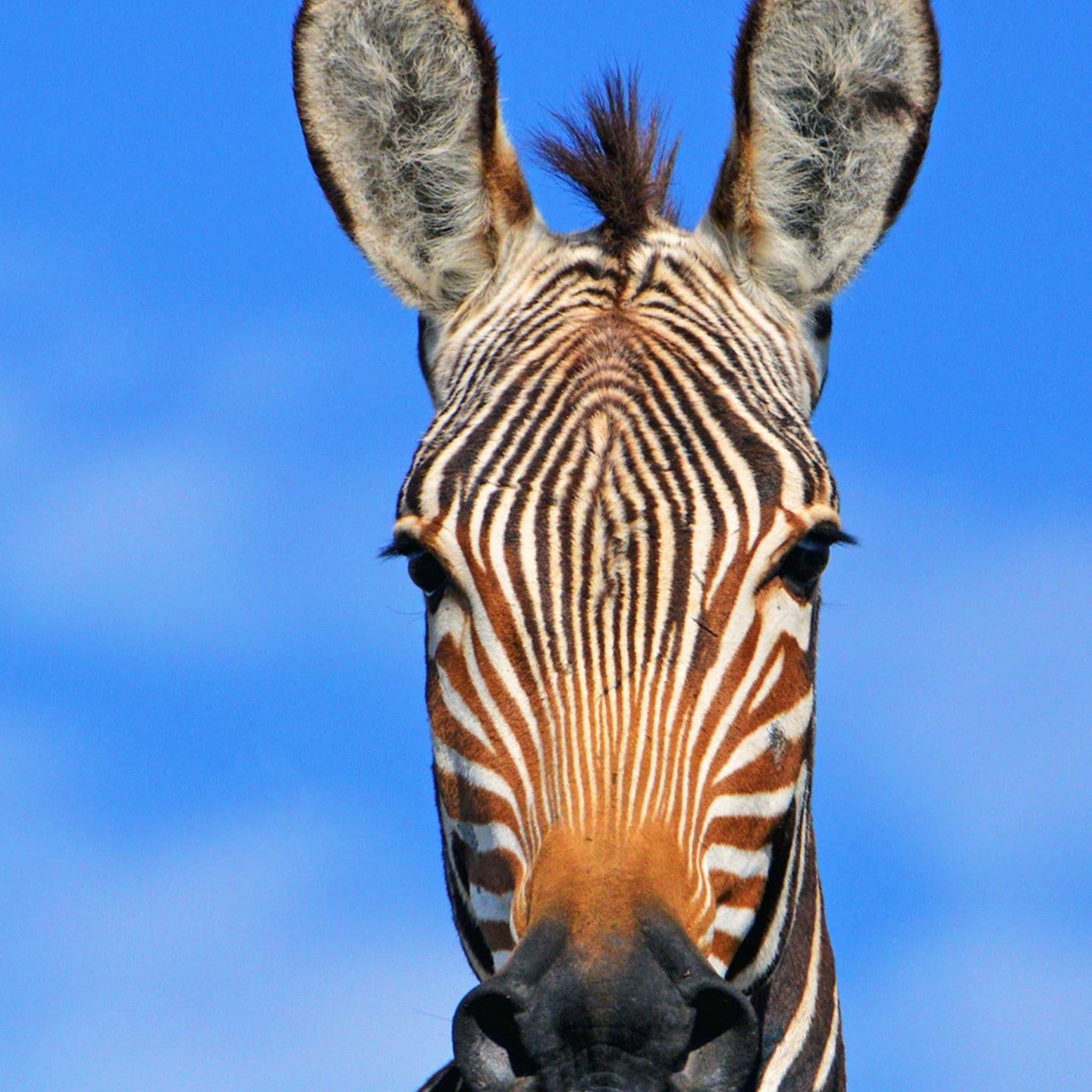 Die Tierdocs: Zebra will nicht über die Straße