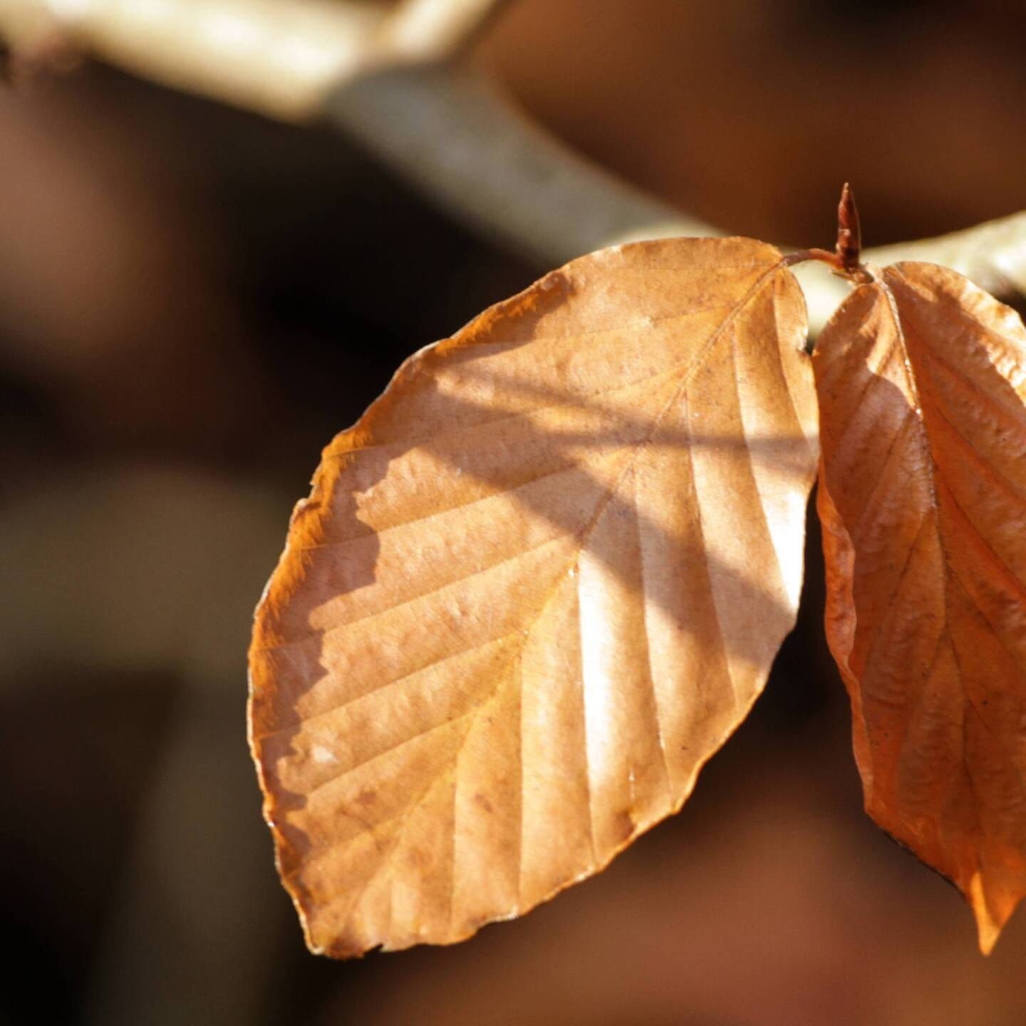 Herbstwitze zum Ablachen: Umhängetasche